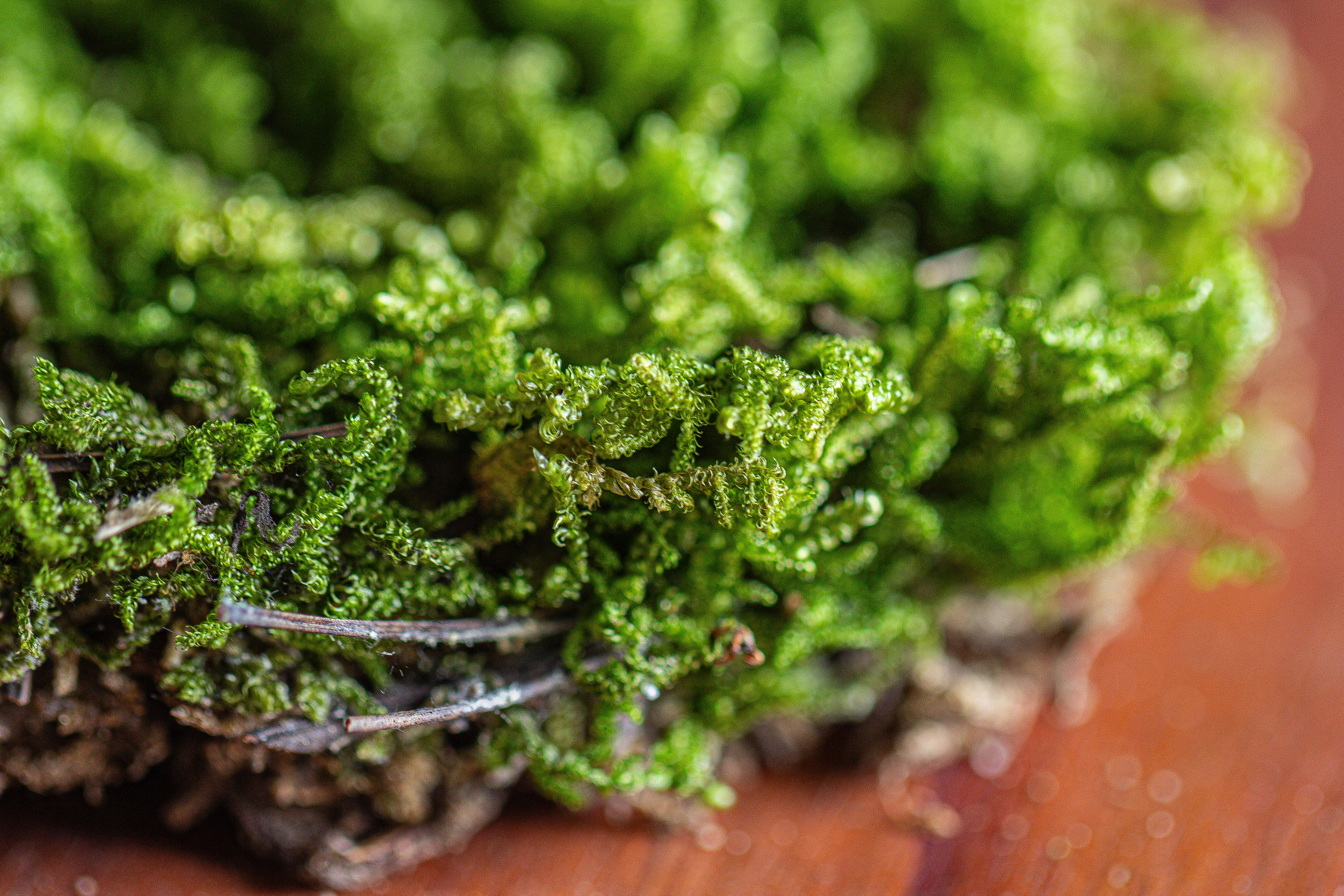 29x30cm Live dry Hypnum plumaeforme Wils. Moss for open terrarium. moss ball - NCYPgarden