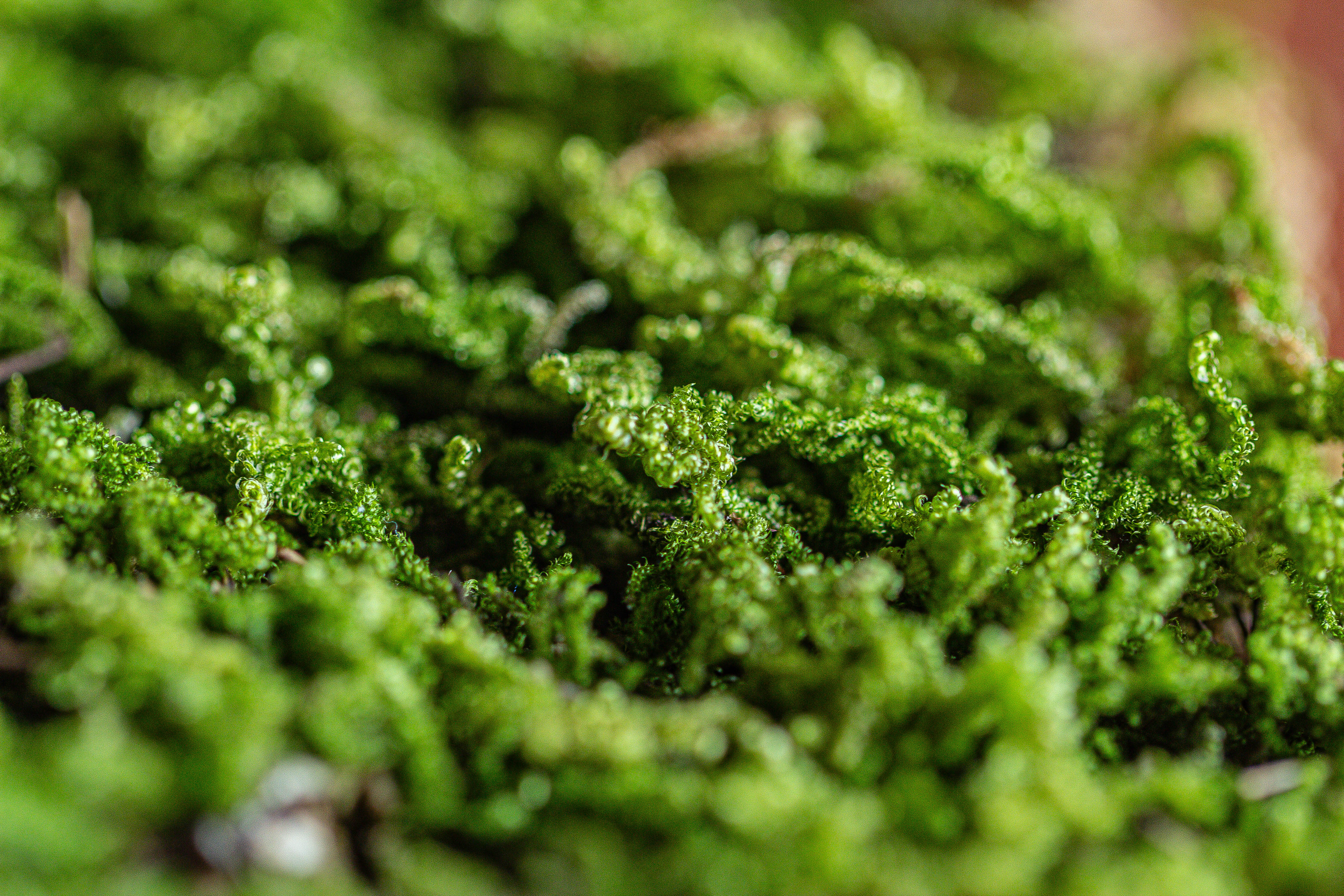 29x30cm Live dry Hypnum plumaeforme Wils. Moss for open terrarium. moss ball - NCYPgarden