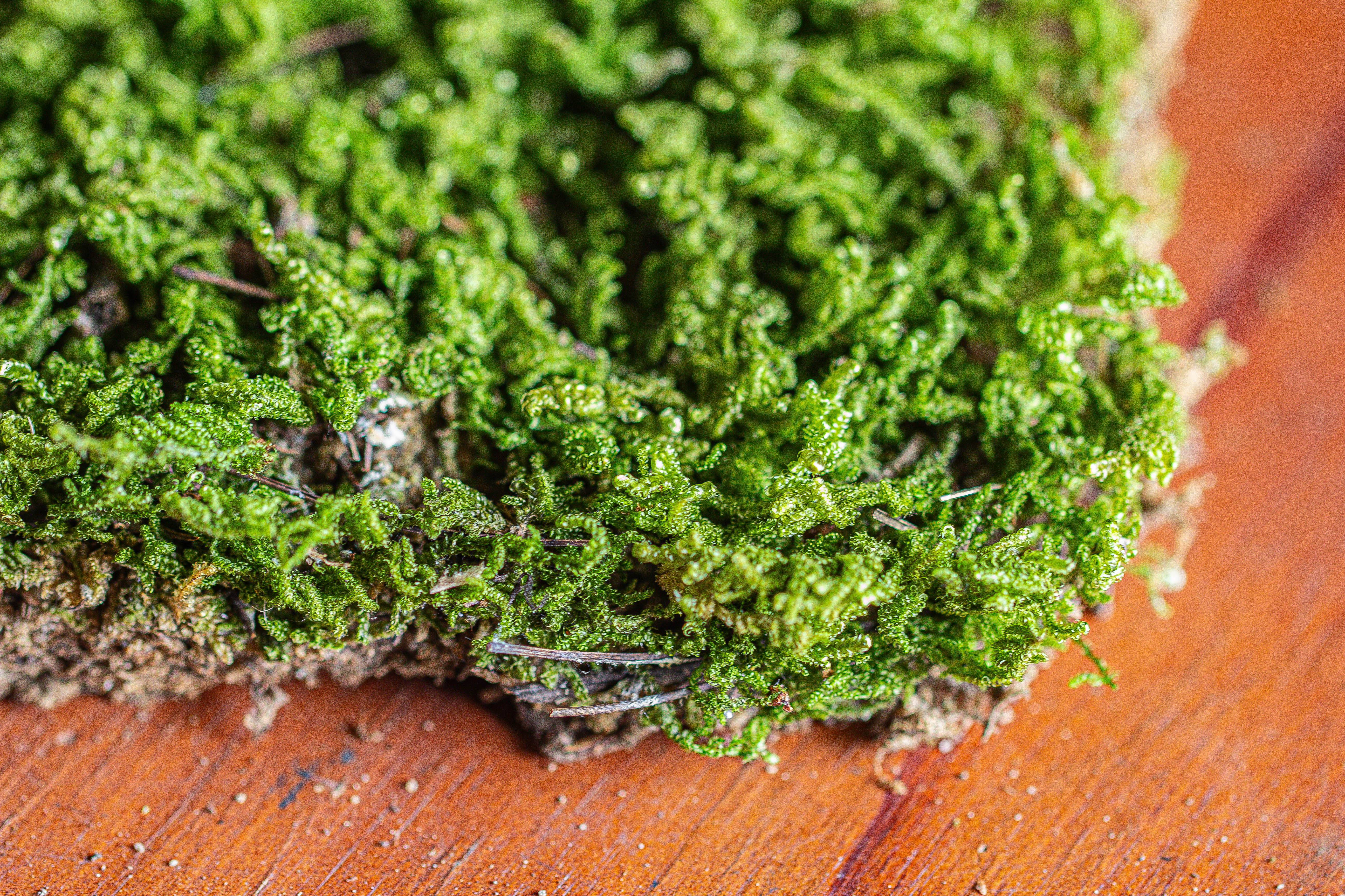 29x30cm Live dry Hypnum plumaeforme Wils. Moss for open terrarium. moss ball - NCYPgarden