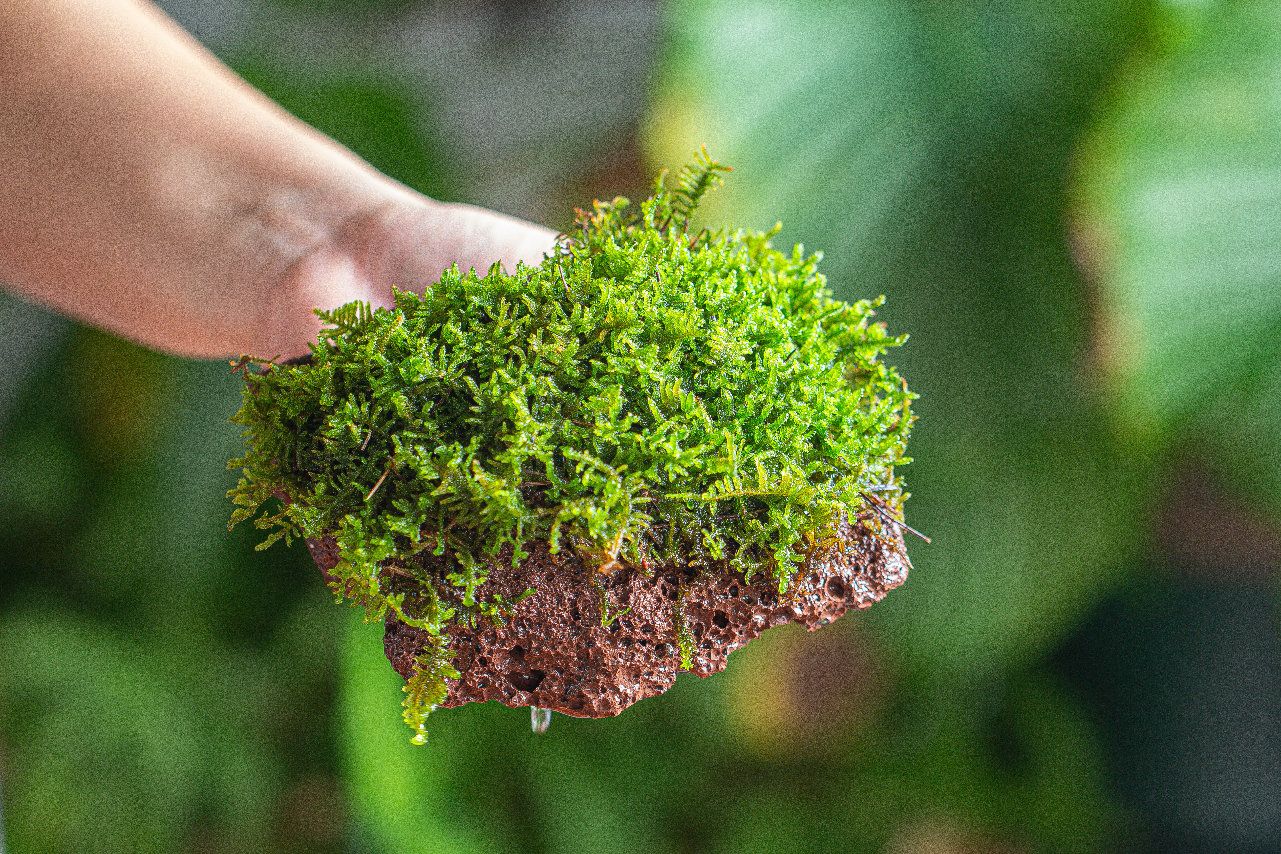 29x30cm Live dry Hypnum plumaeforme Wils. Moss for open terrarium. moss ball - NCYPgarden