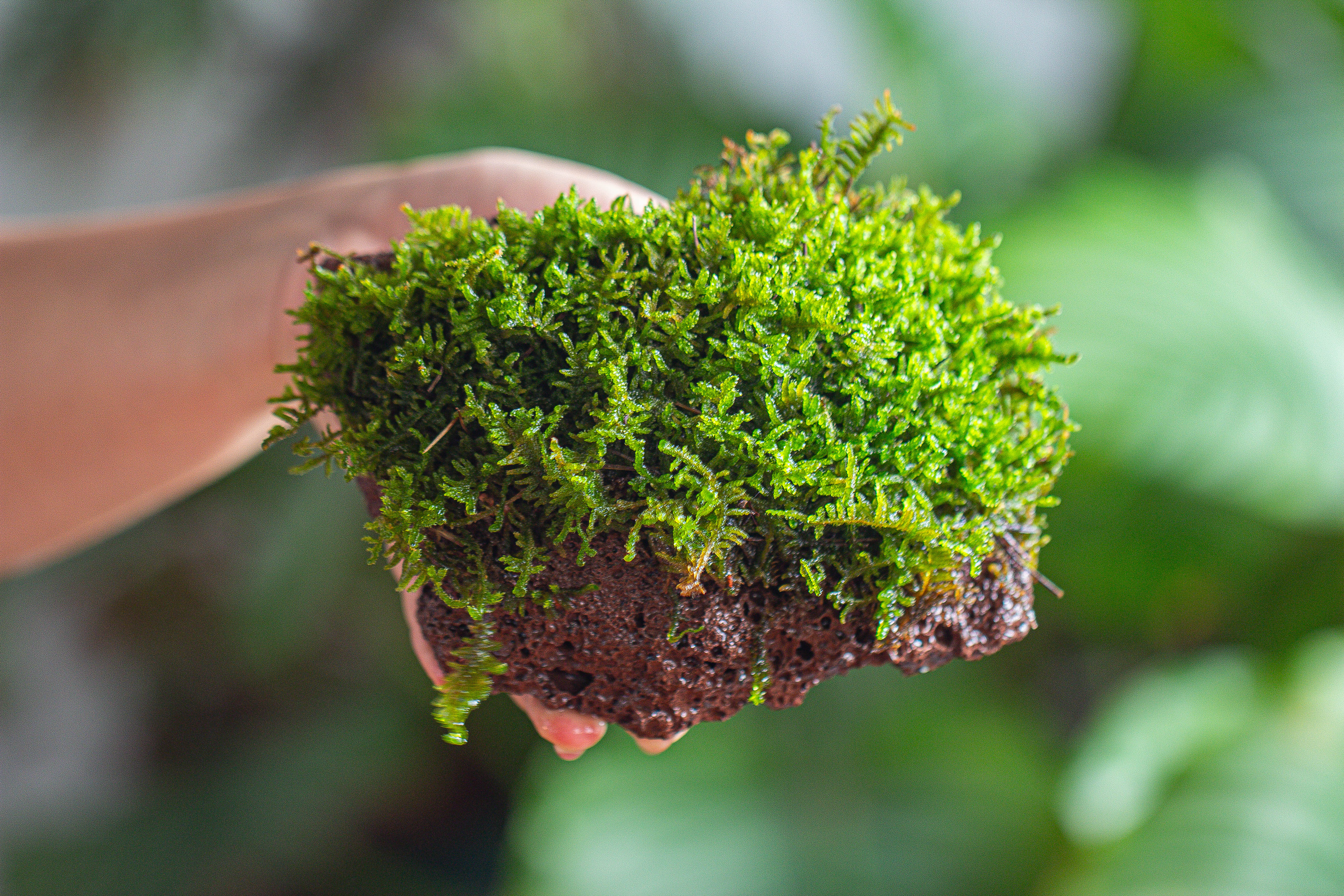 29x30cm Live dry Hypnum plumaeforme Wils. Moss for open terrarium. moss ball - NCYPgarden