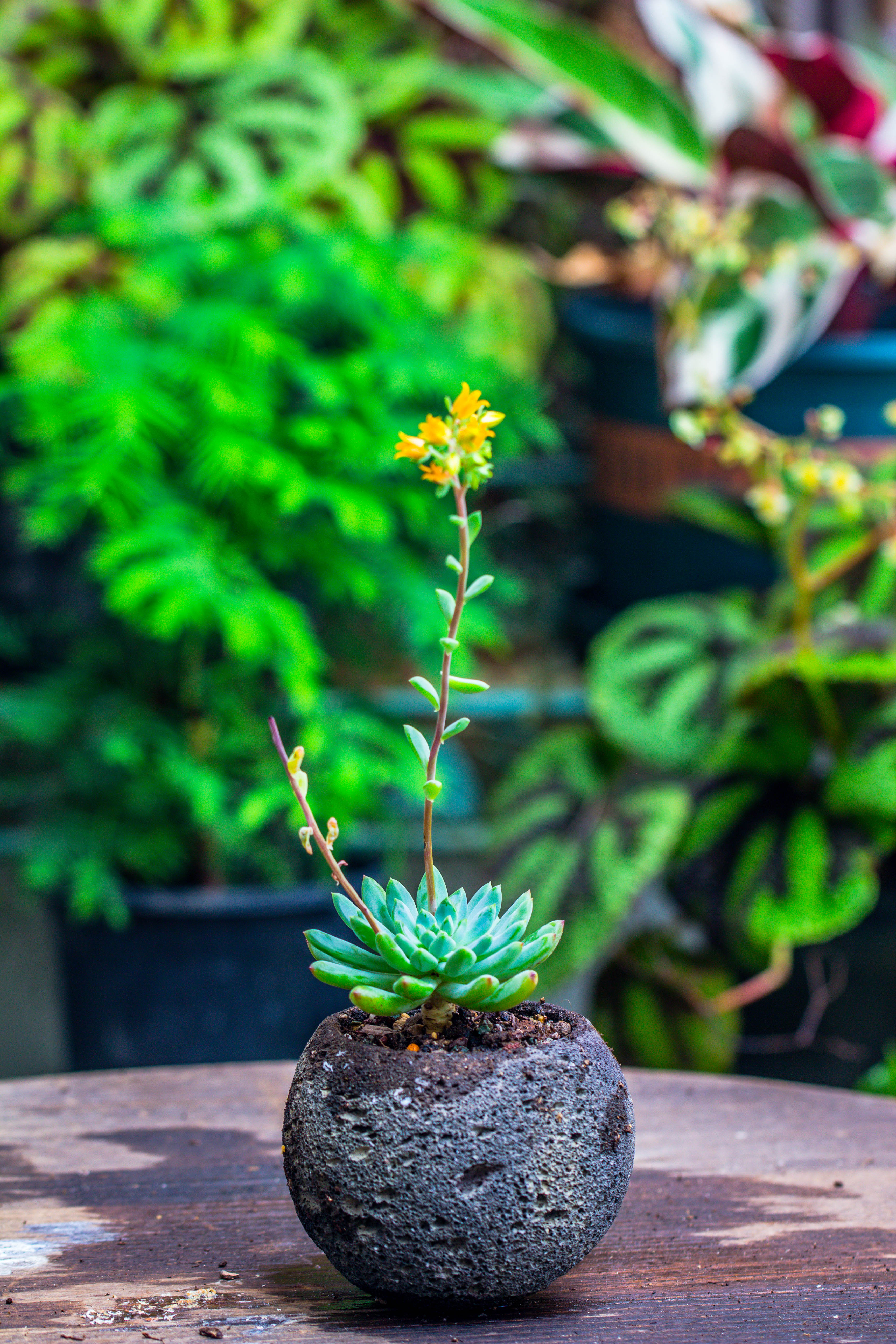 8cm / 3.1" Round Red Horticultural Lava Rock Volcanic Rock Planter for succulents, moss, tropical palants, terrariums - NCYPgarden