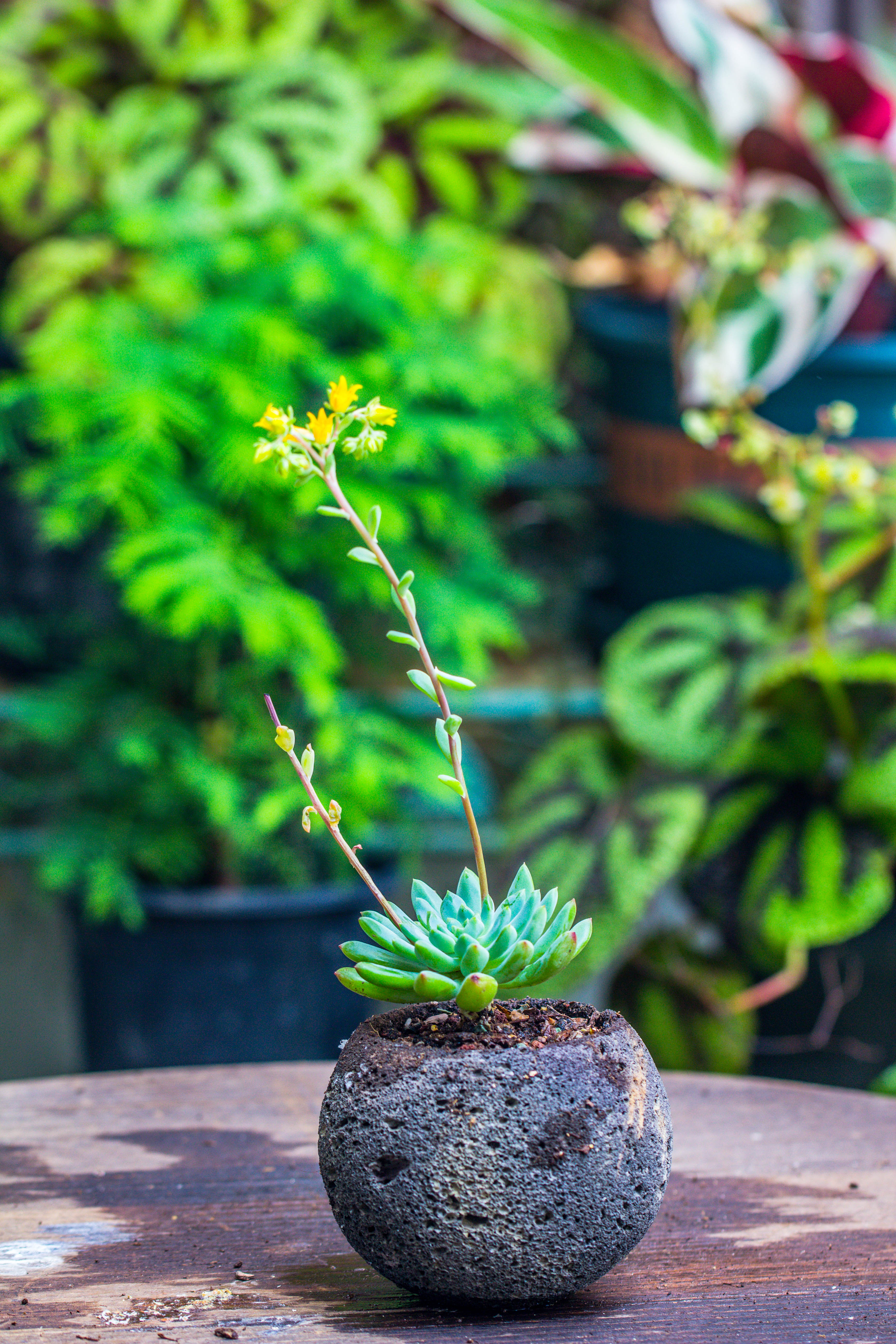 8cm / 3.1" Round Red Horticultural Lava Rock Volcanic Rock Planter for succulents, moss, tropical palants, terrariums - NCYPgarden