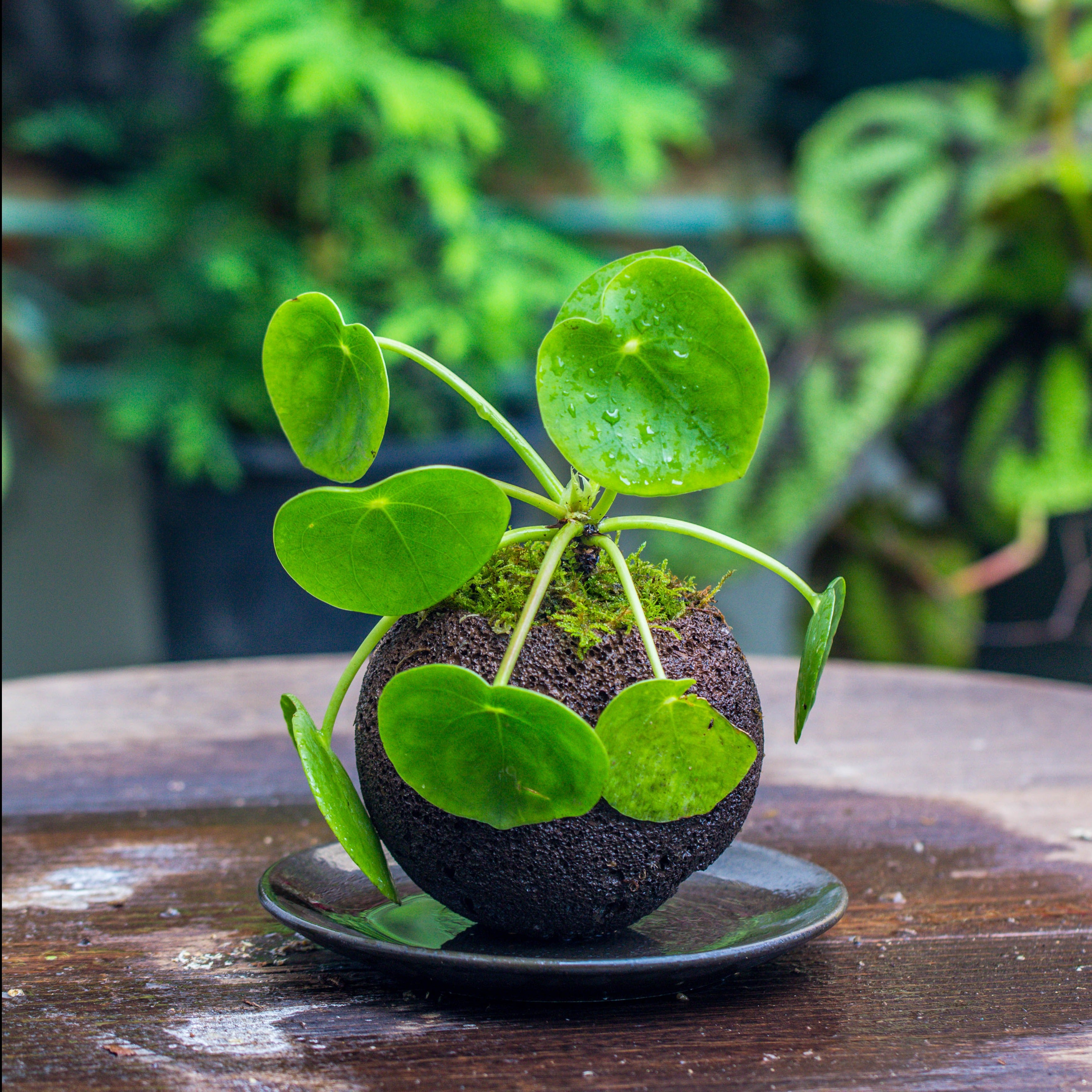 9cm / 3.5" Round Red Horticultural Lava Rock Volcanic Rock Planter for succulents, moss, tropical palants, terrariums - NCYPgarden