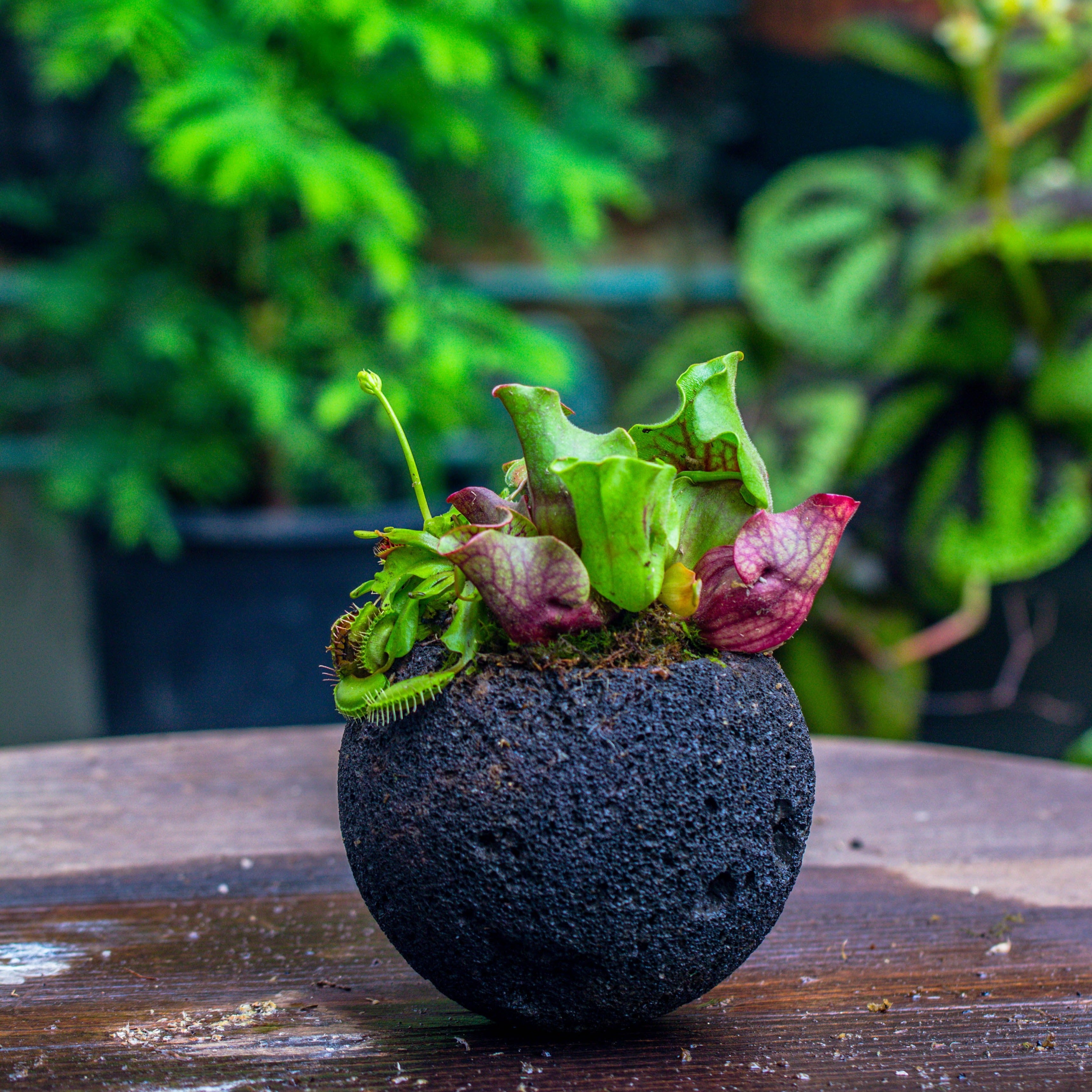 12cm / 4.7" Round Red Horticultural Lava Rock Volcanic Rock Planter for succulents, moss, tropical palants, terrariums - NCYPgarden