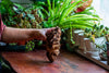 Natural driftwood for moss terrarium, miniature, micro landscape, unique  12-22, suitable for both live and preserved moss - NCYPgarden