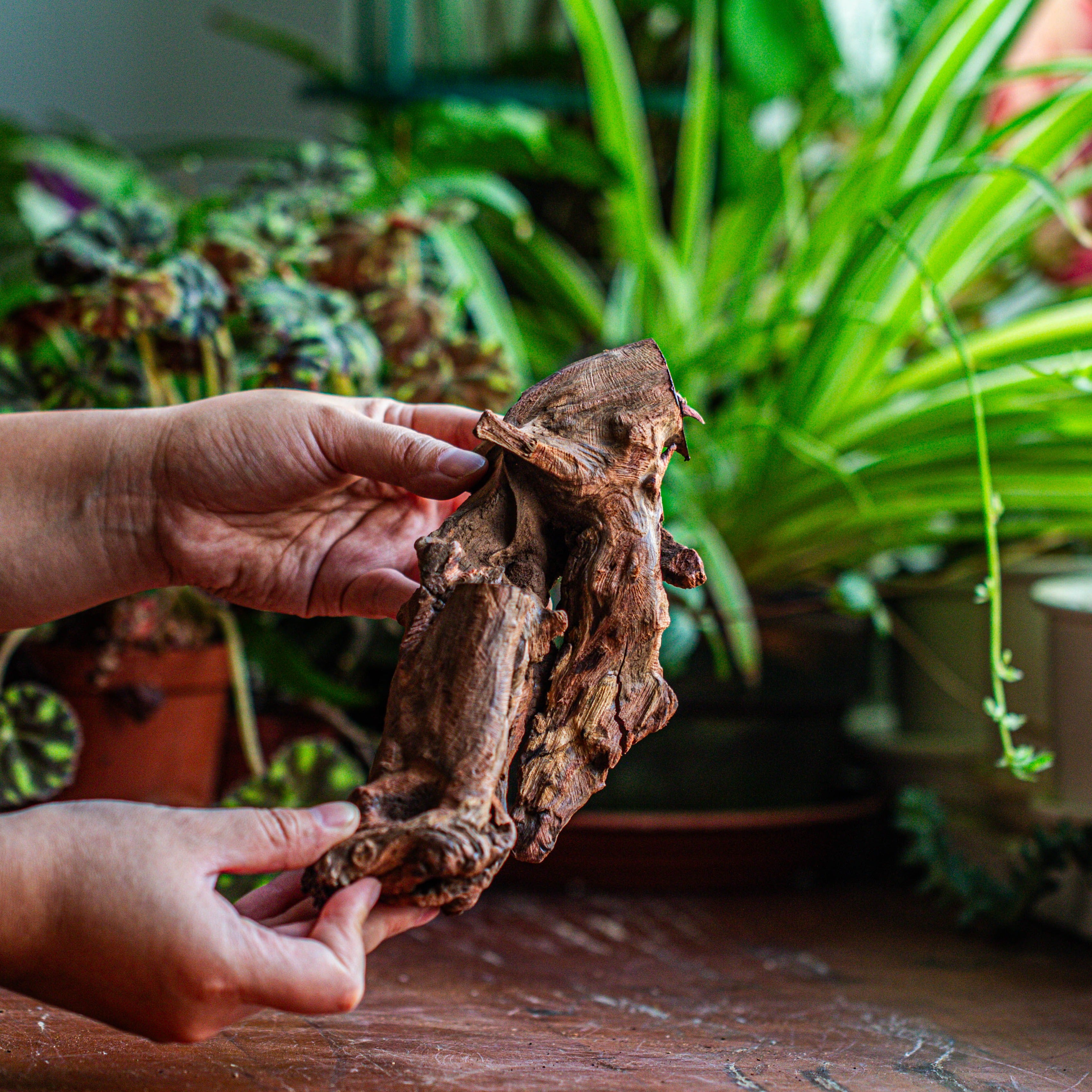 Natural driftwood for moss terrarium, miniature, micro landscape, unique  12-70, suitable for both live and preserved moss