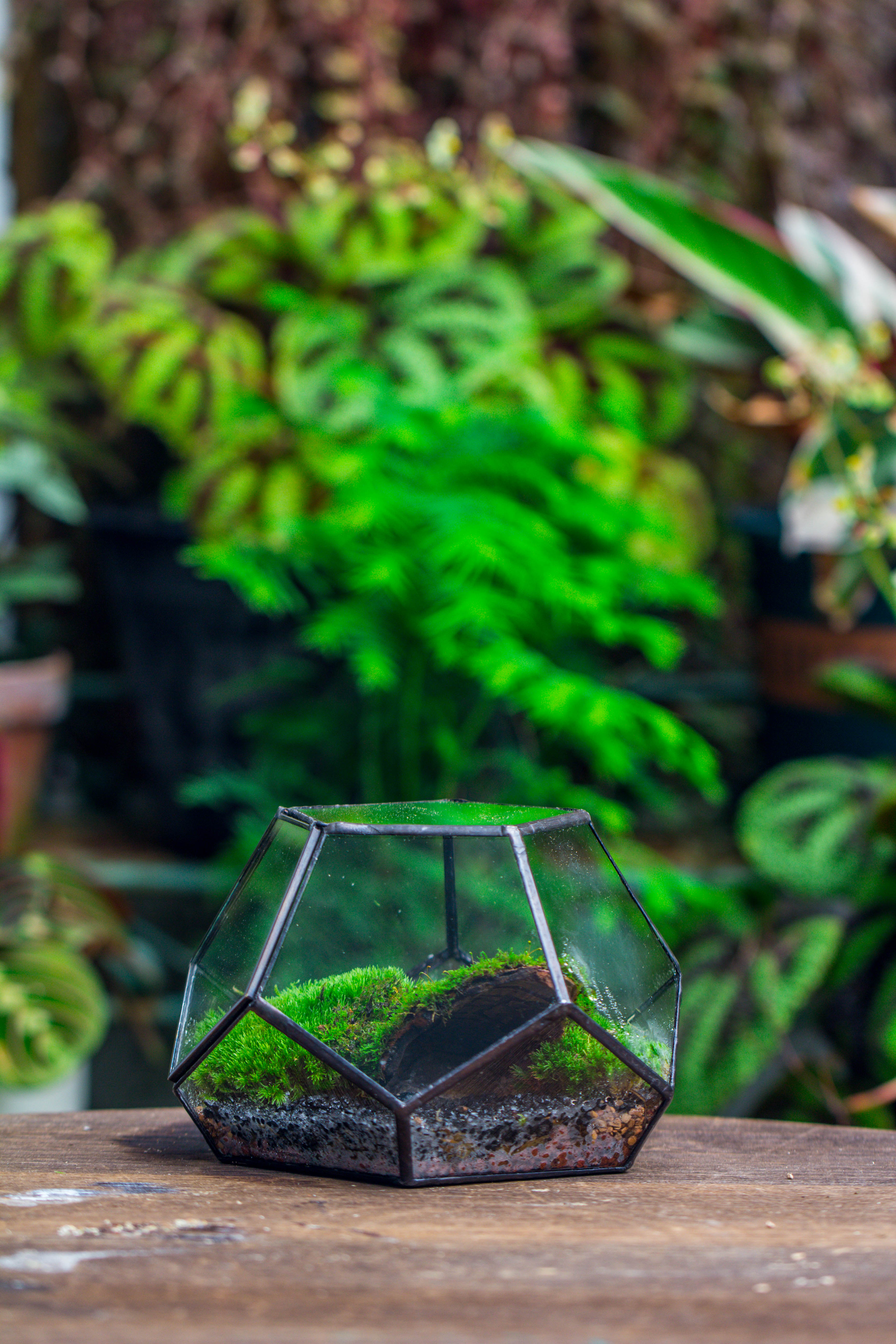 handmade geometric half ball, pentagon, close terrarium, with door for moss - NCYPgarden