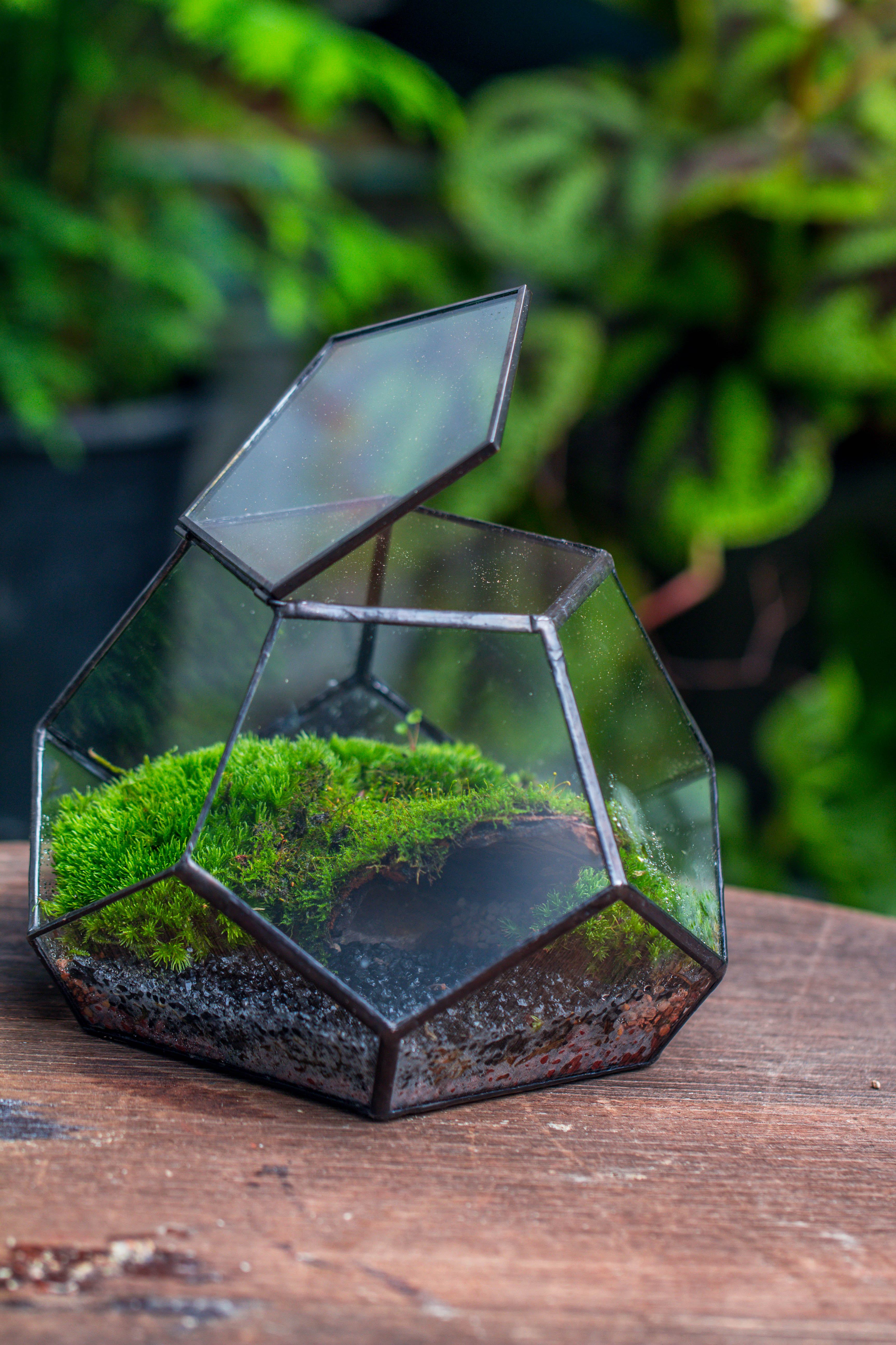 handmade geometric half ball, pentagon, close terrarium, with door for moss - NCYPgarden