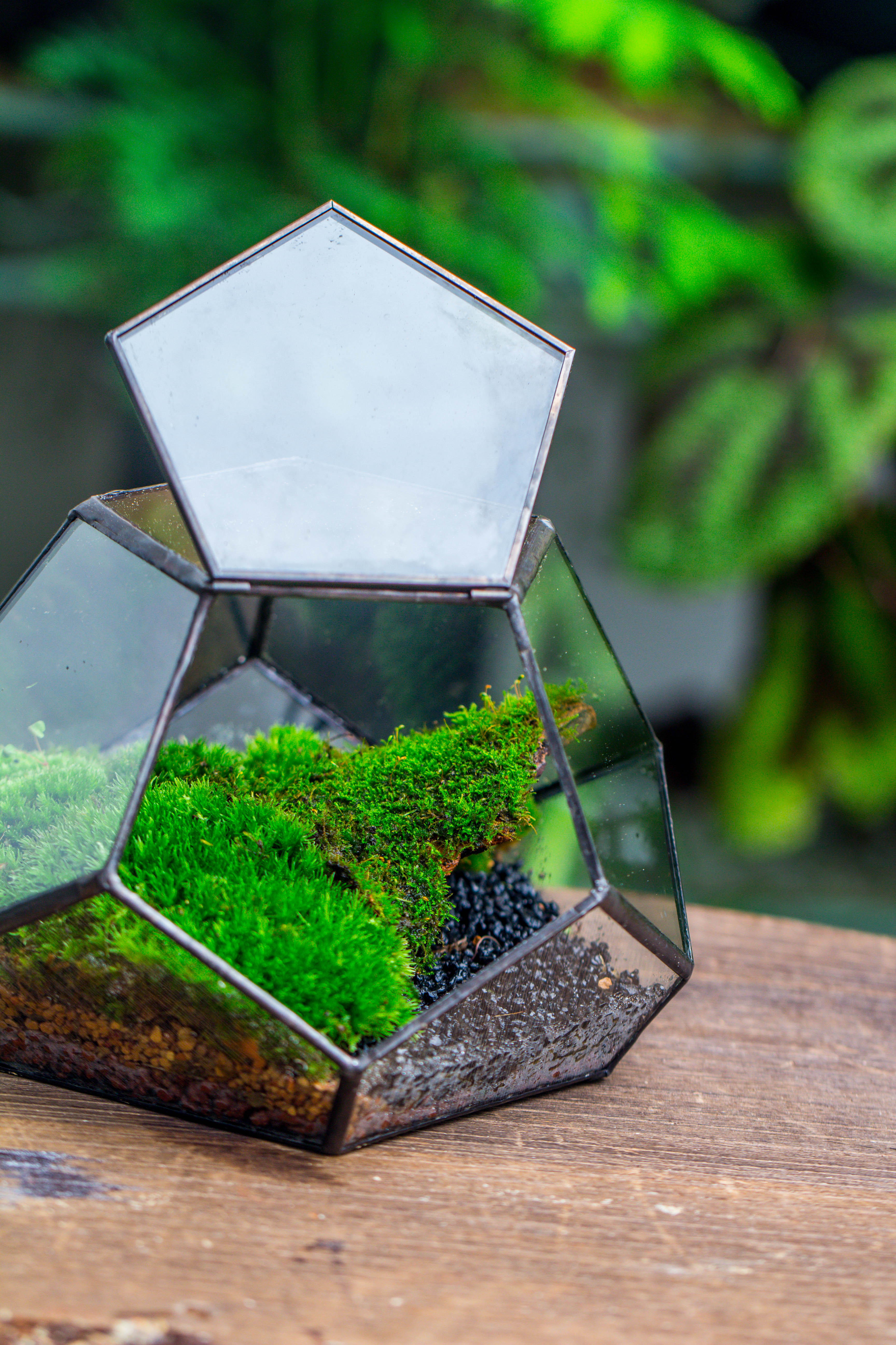 handmade geometric half ball, pentagon, close terrarium, with door for moss - NCYPgarden