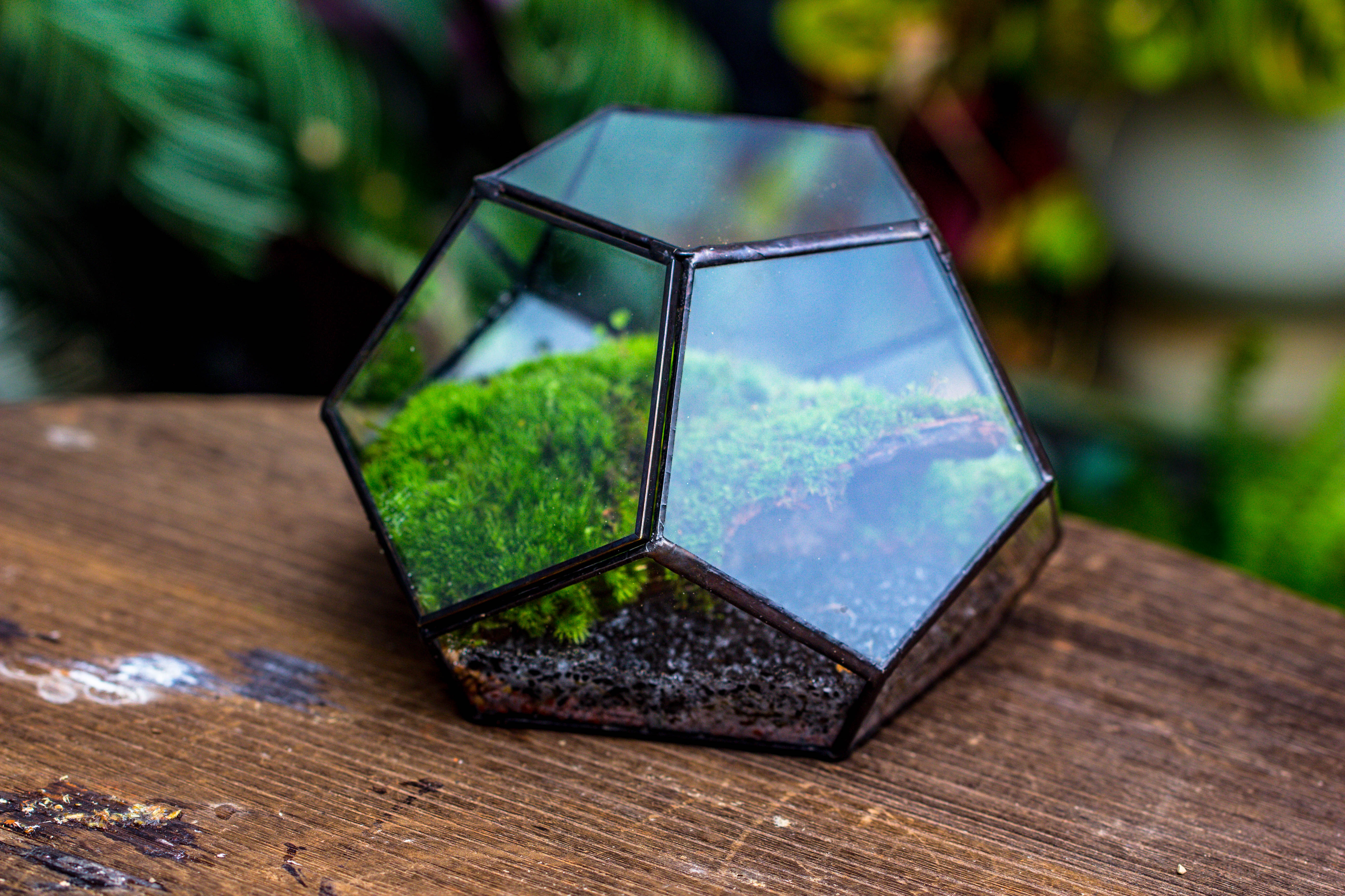 handmade geometric half ball, pentagon, close terrarium, with door for moss - NCYPgarden