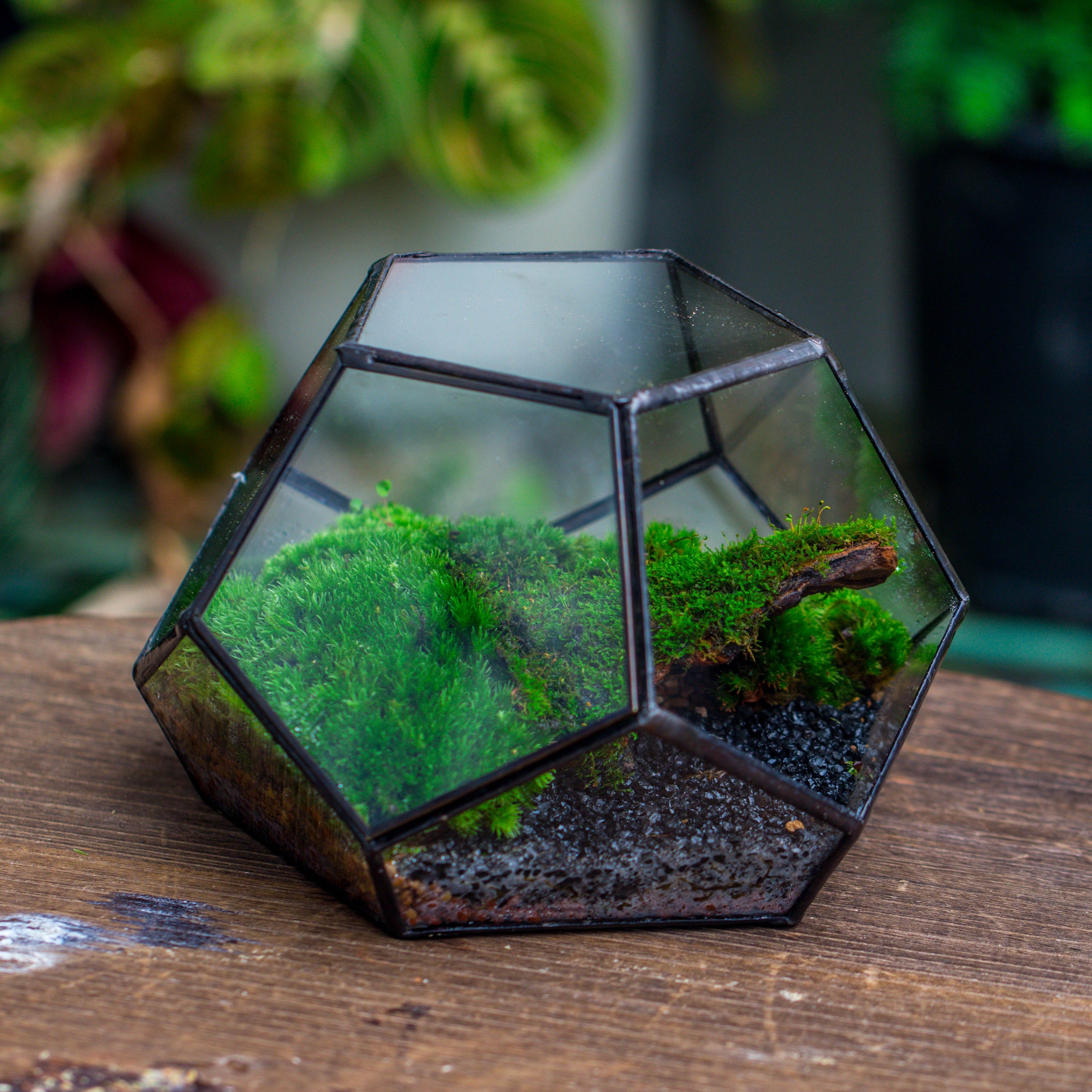 handmade geometric half ball, pentagon, close terrarium, with door for moss - NCYPgarden