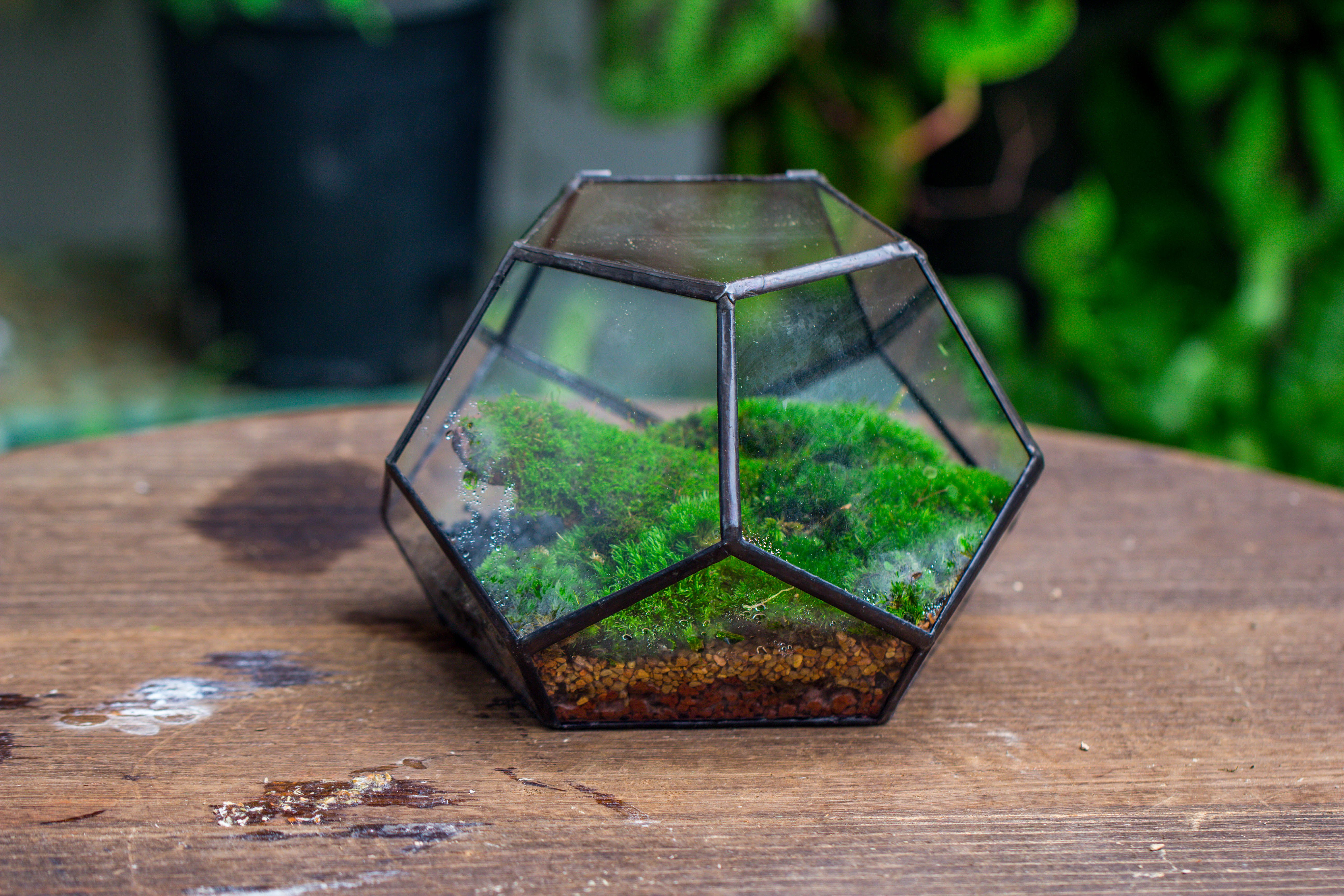 handmade geometric half ball, pentagon, close terrarium, with door for moss - NCYPgarden