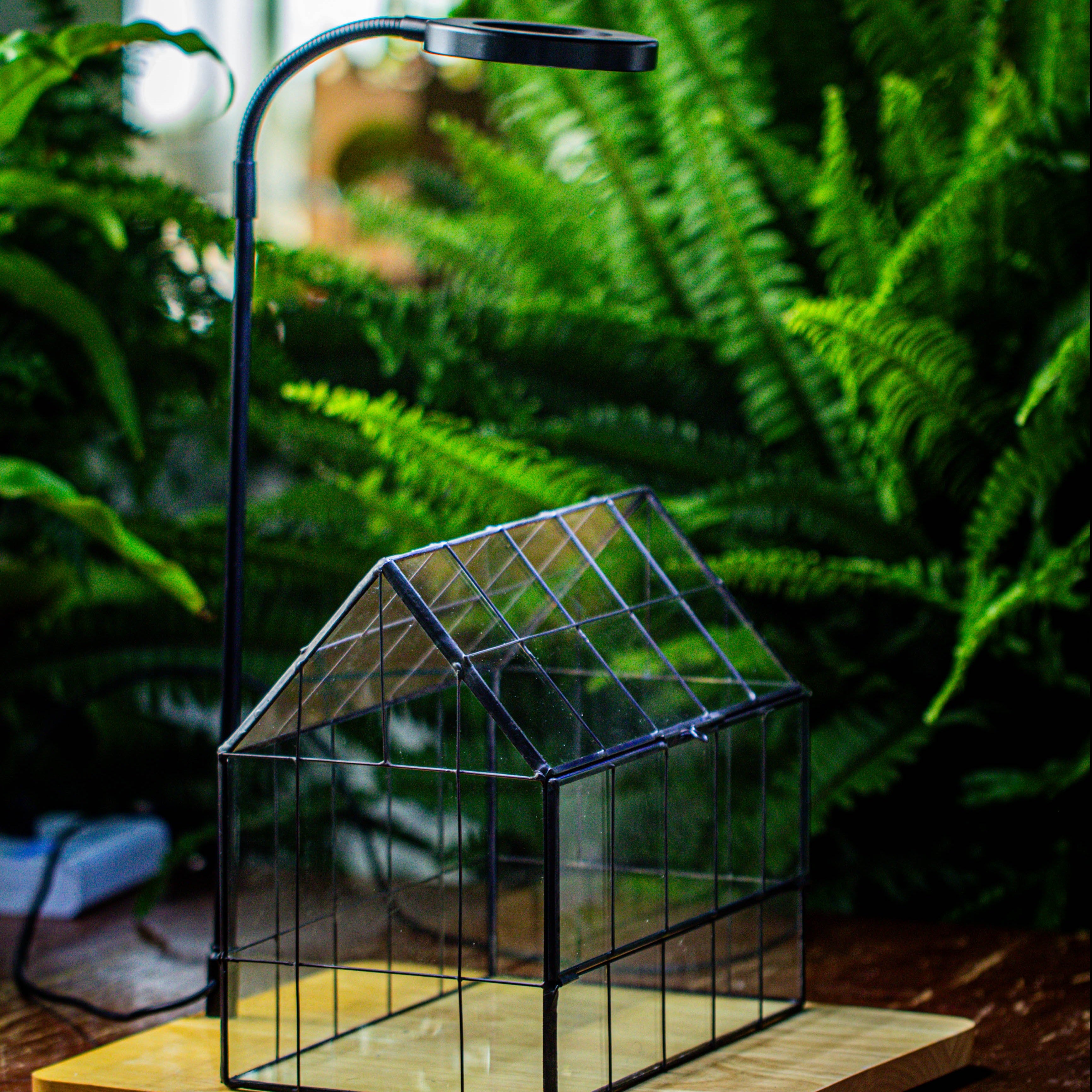 Handmade Glass Terrarium with LED Grow Light Set