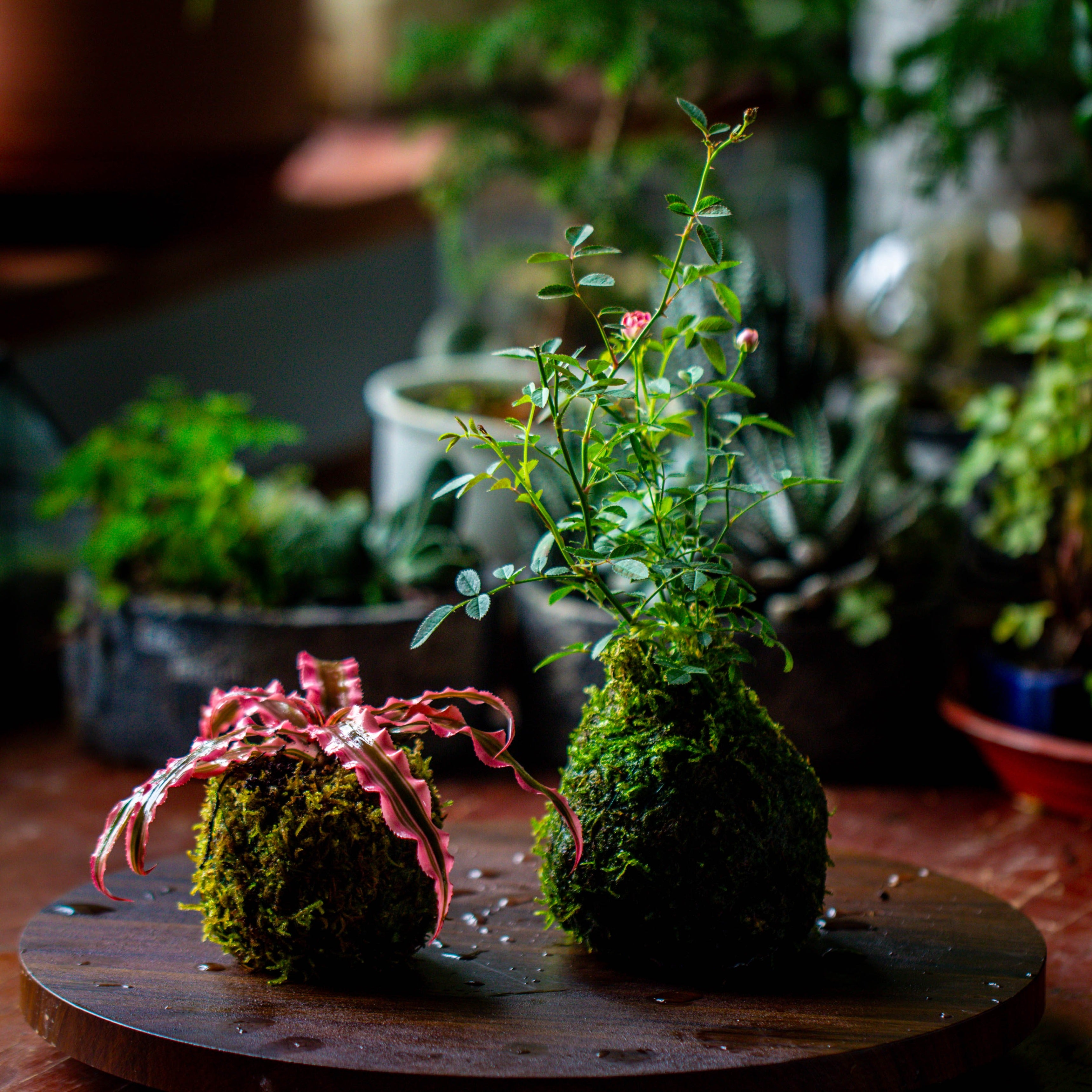 Live dry Hypnum plumaeforme Wils. Moss Ball, Kokedama - NCYPgarden