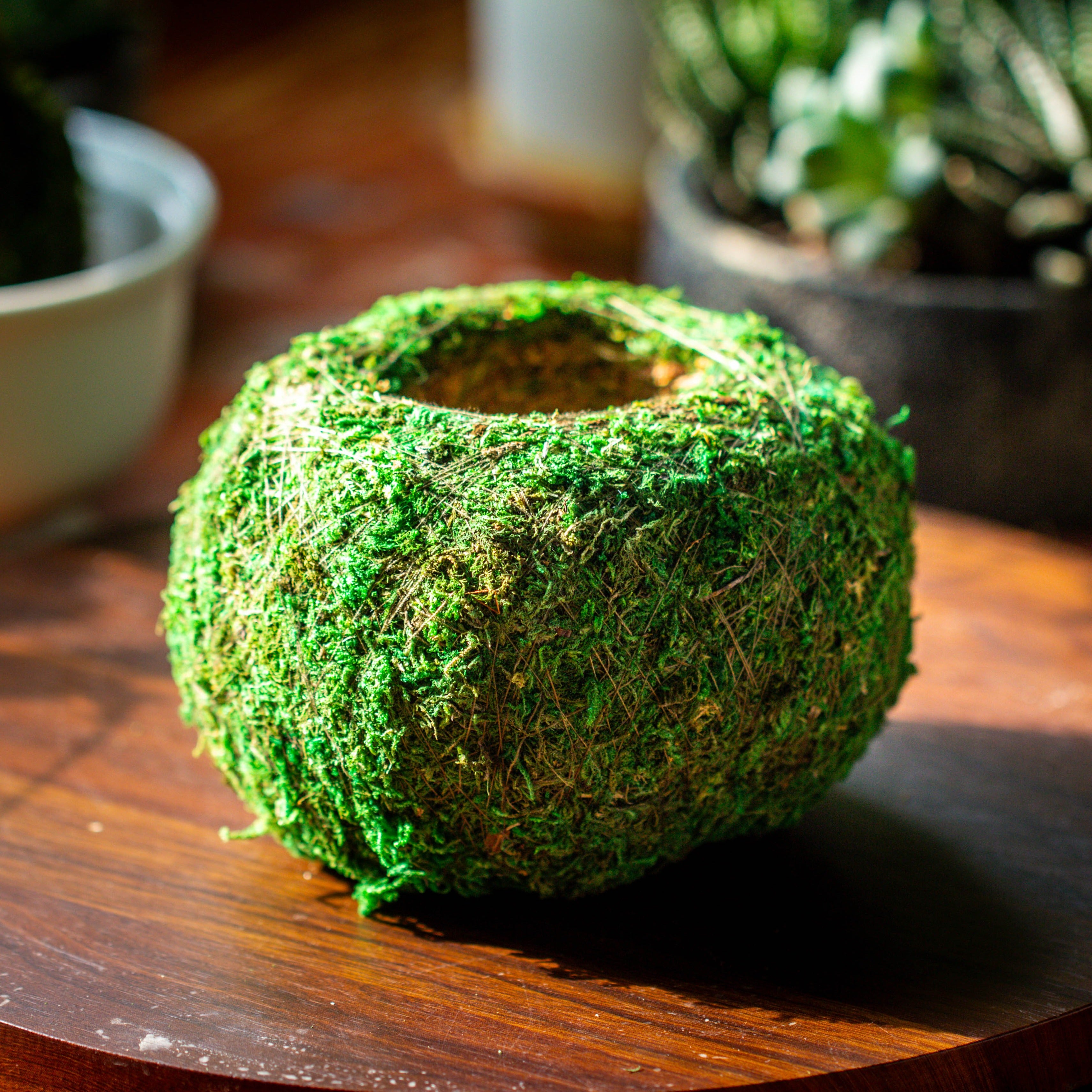 Preserved Hypnum plumaeforme Wils. Moss Ball, Kokedama planter - NCYPgarden