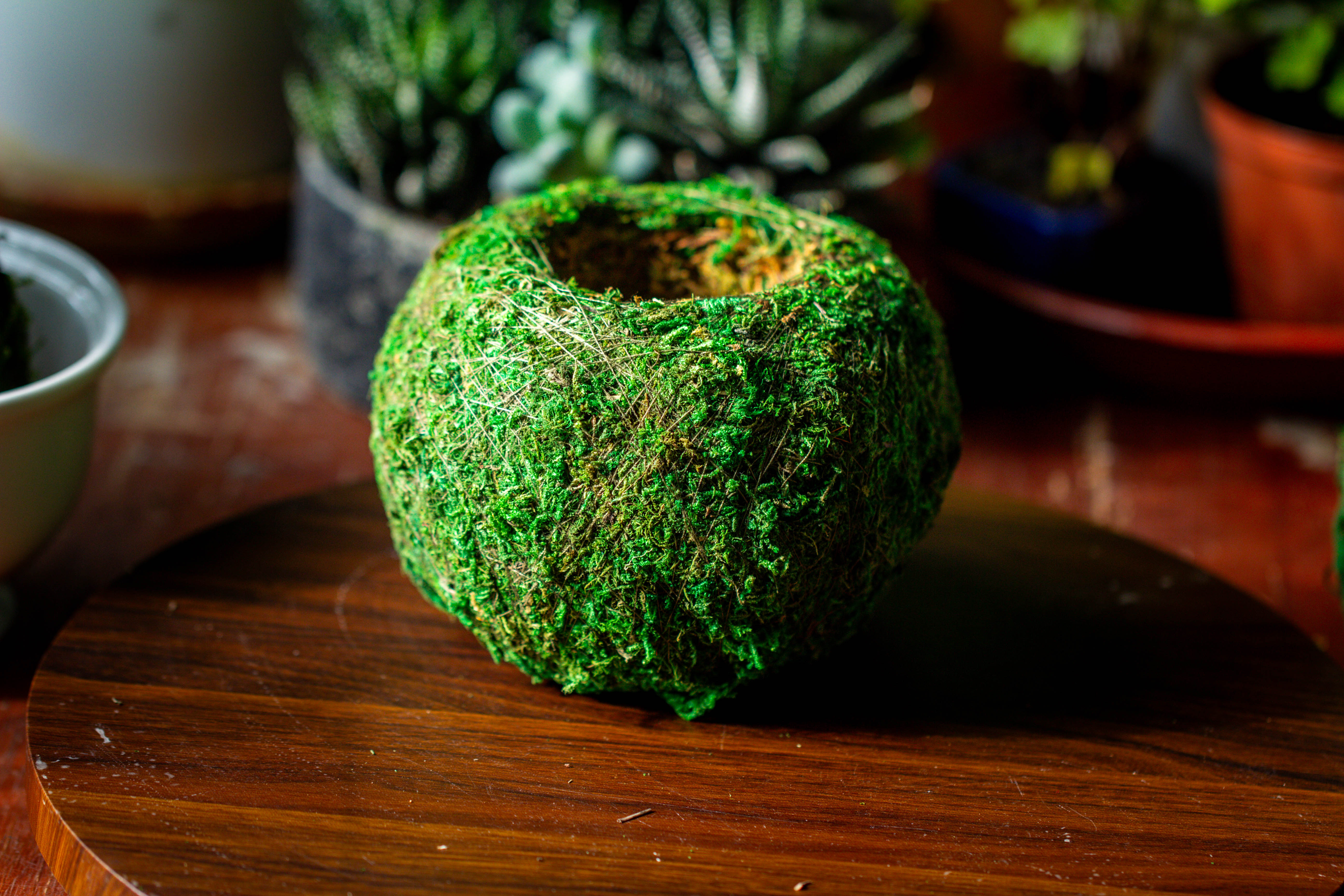 Preserved Hypnum plumaeforme Wils. Moss Ball, Kokedama planter - NCYPgarden