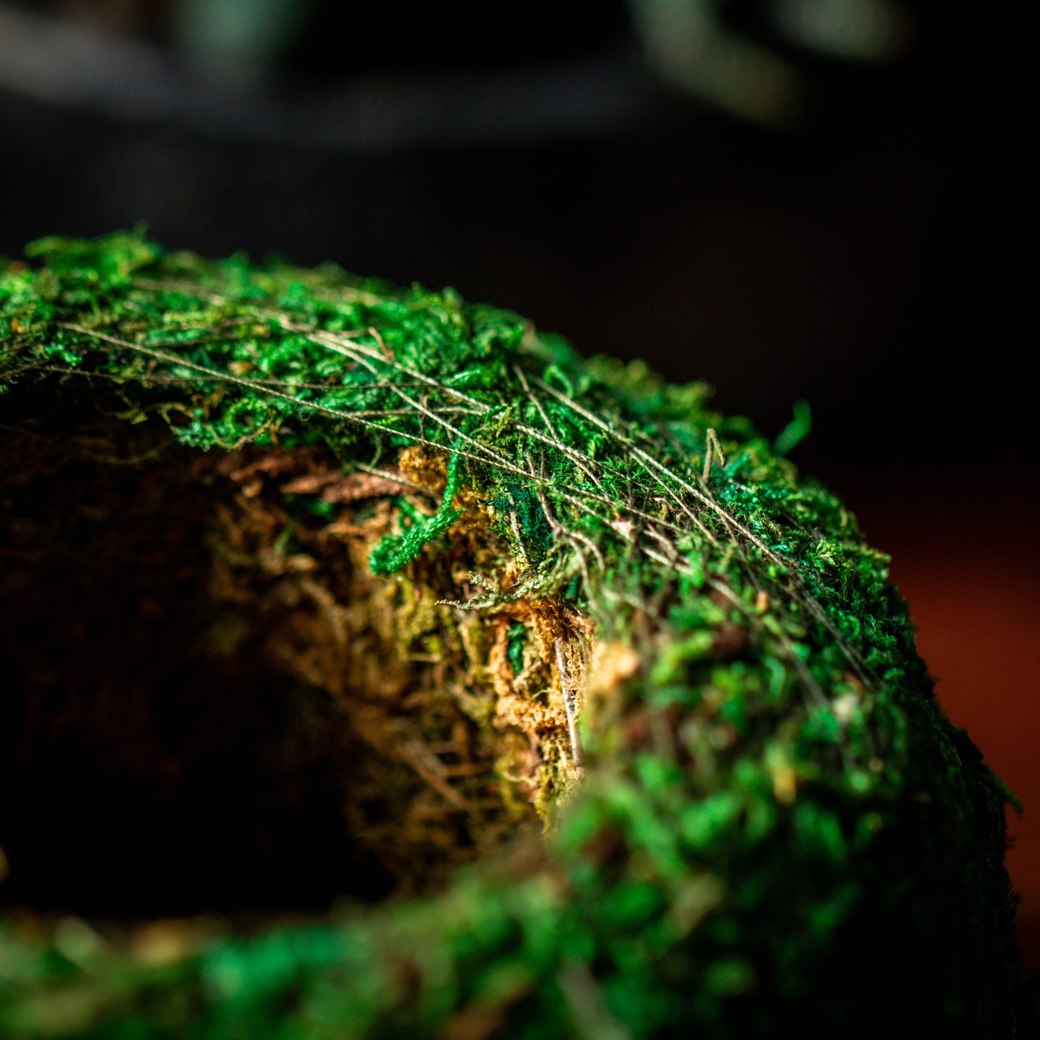 Preserved Hypnum plumaeforme Wils. Moss Ball, Kokedama planter - NCYPgarden