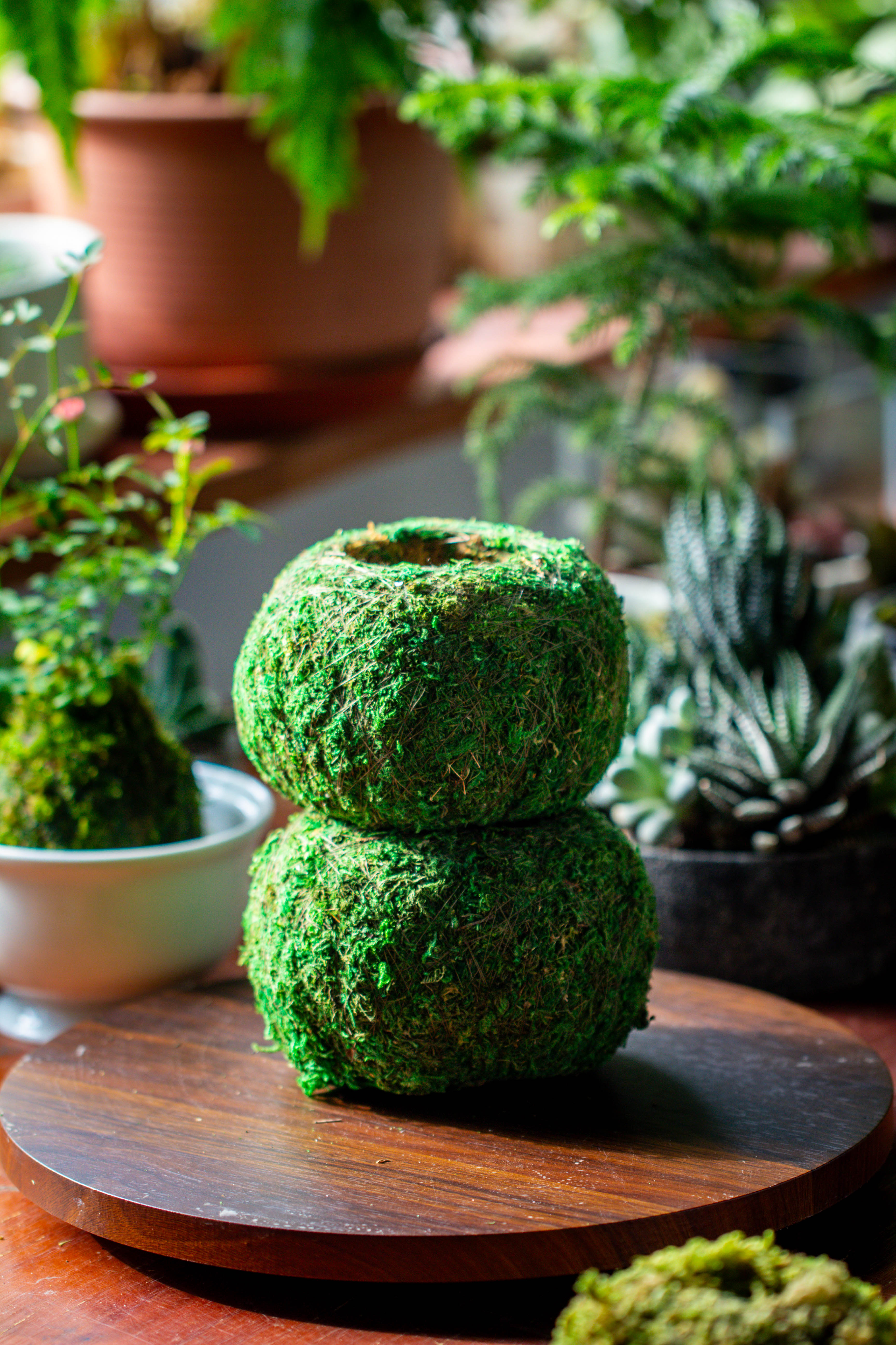 Preserved Hypnum plumaeforme Wils. Moss Ball, Kokedama planter - NCYPgarden