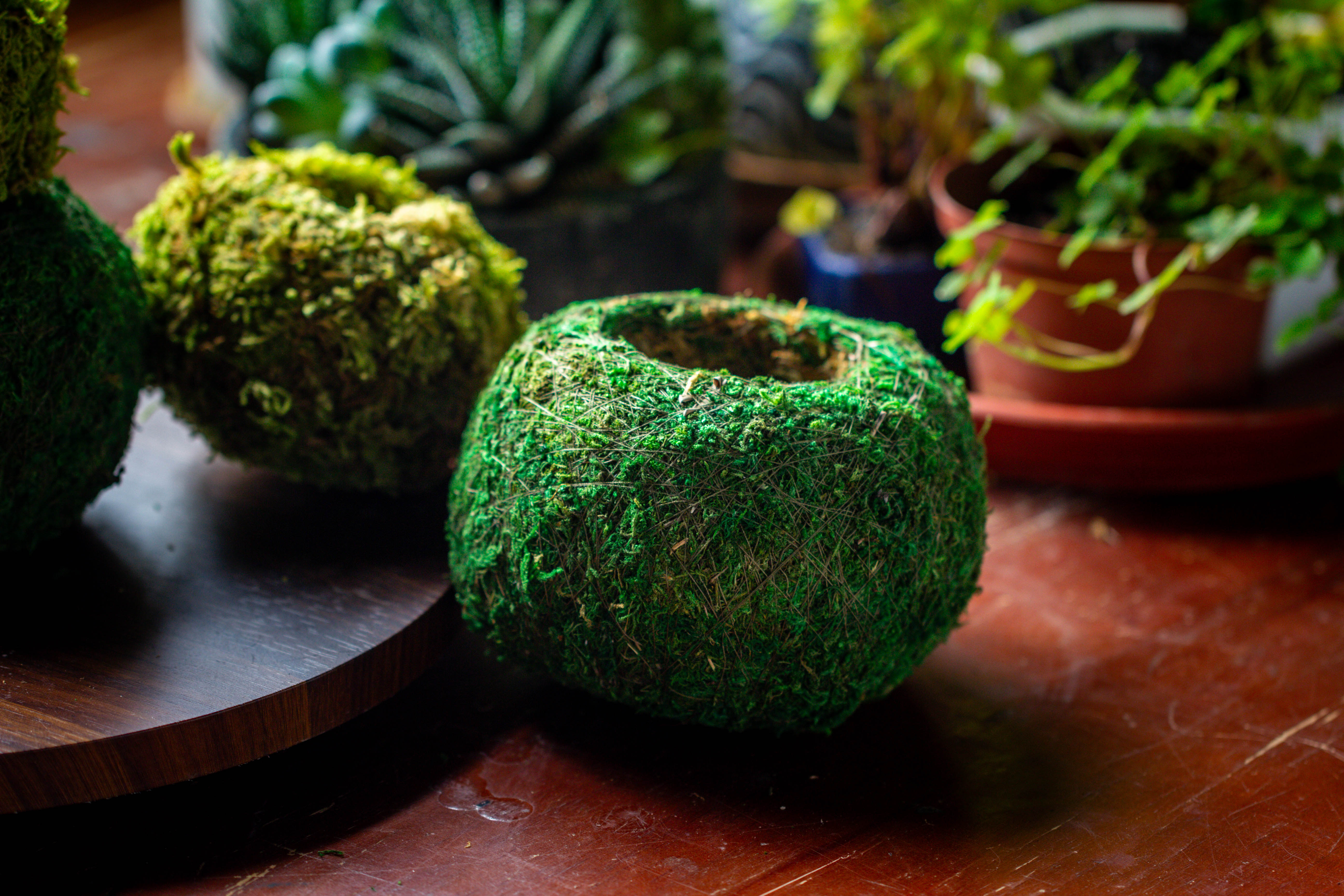 Preserved Hypnum plumaeforme Wils. Moss Ball, Kokedama planter - NCYPgarden