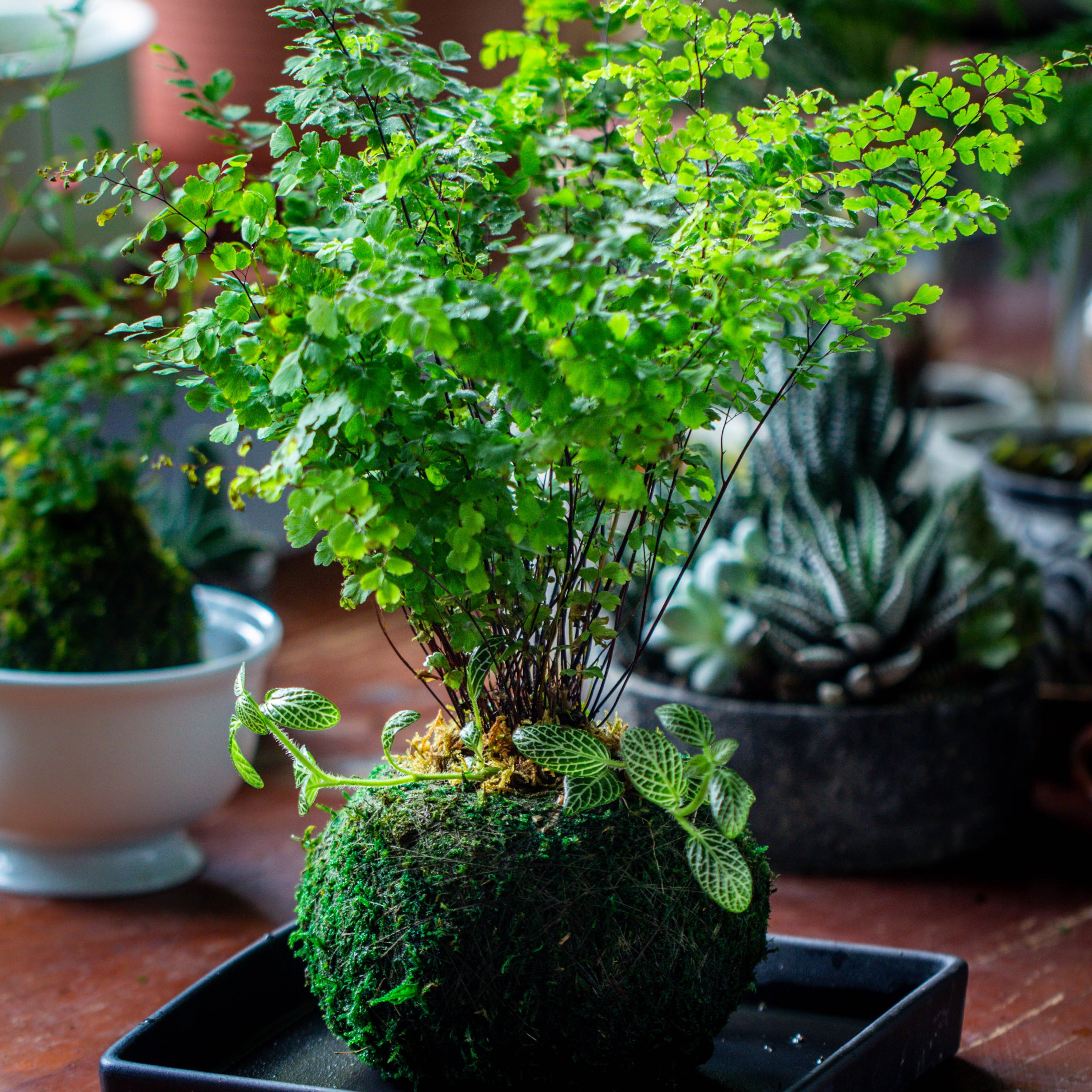 Preserved Hypnum plumaeforme Wils. Moss Ball, Kokedama planter - NCYPgarden