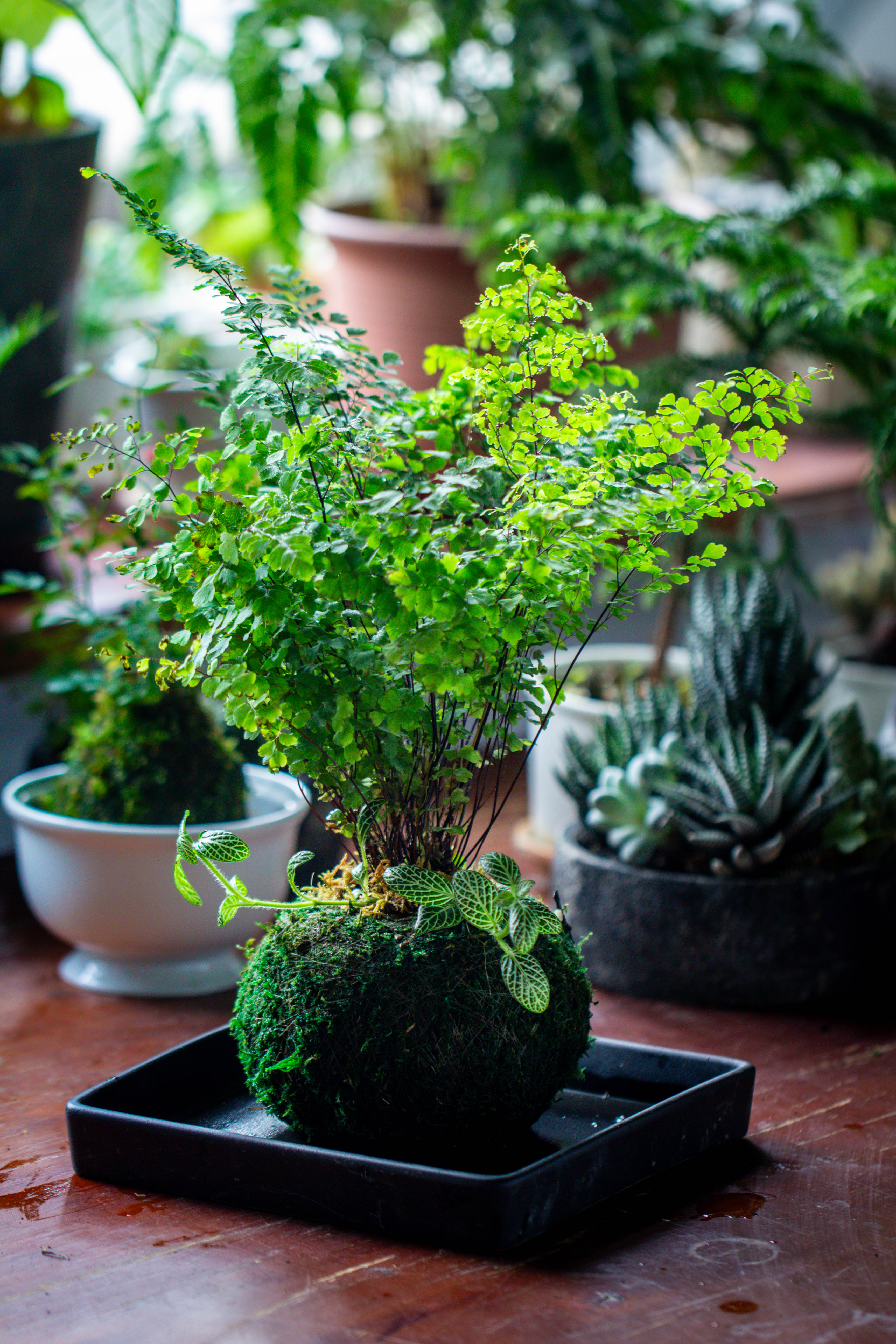 Preserved Hypnum plumaeforme Wils. Moss Ball, Kokedama planter - NCYPgarden