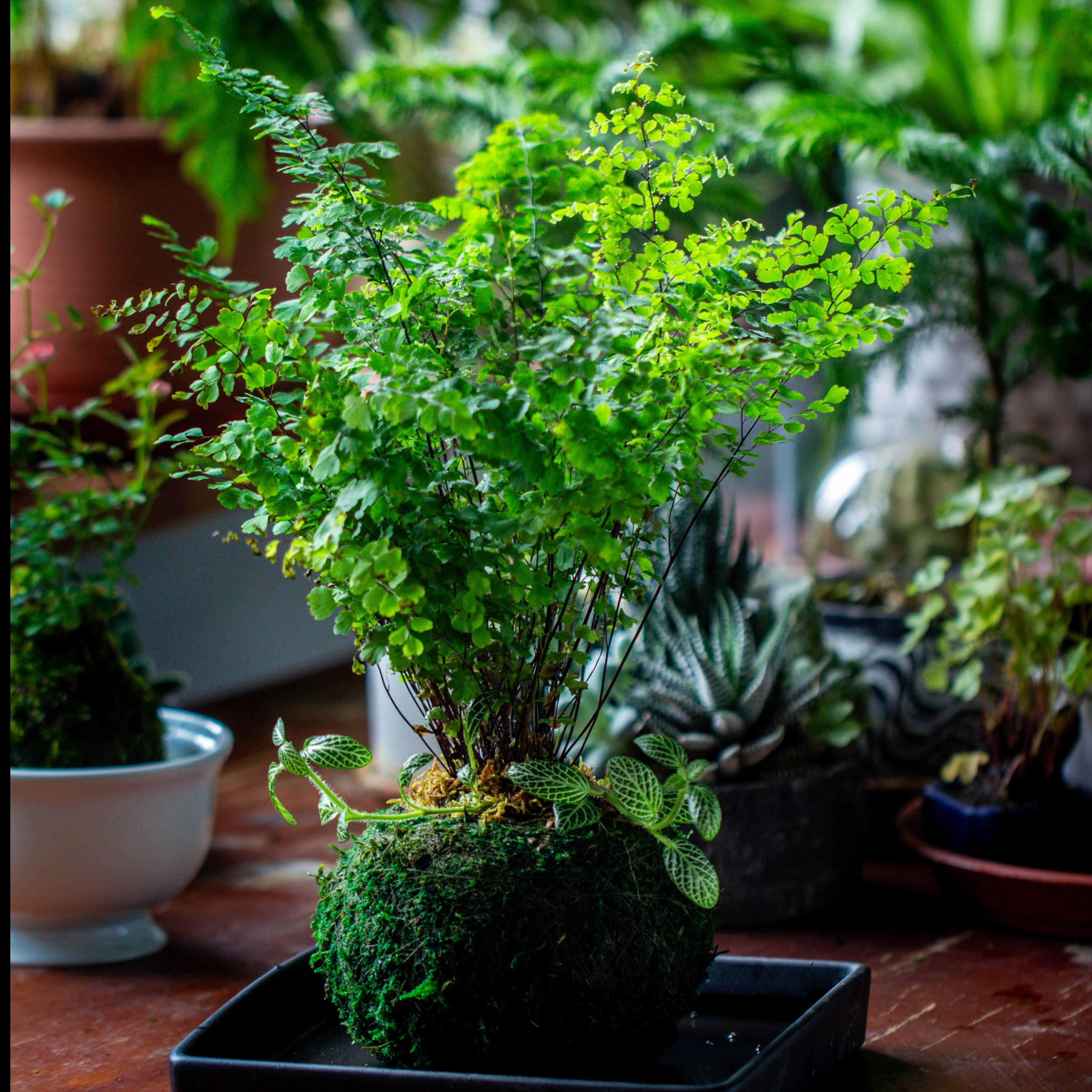 Preserved Hypnum plumaeforme Wils. Moss Ball, Kokedama planter - NCYPgarden