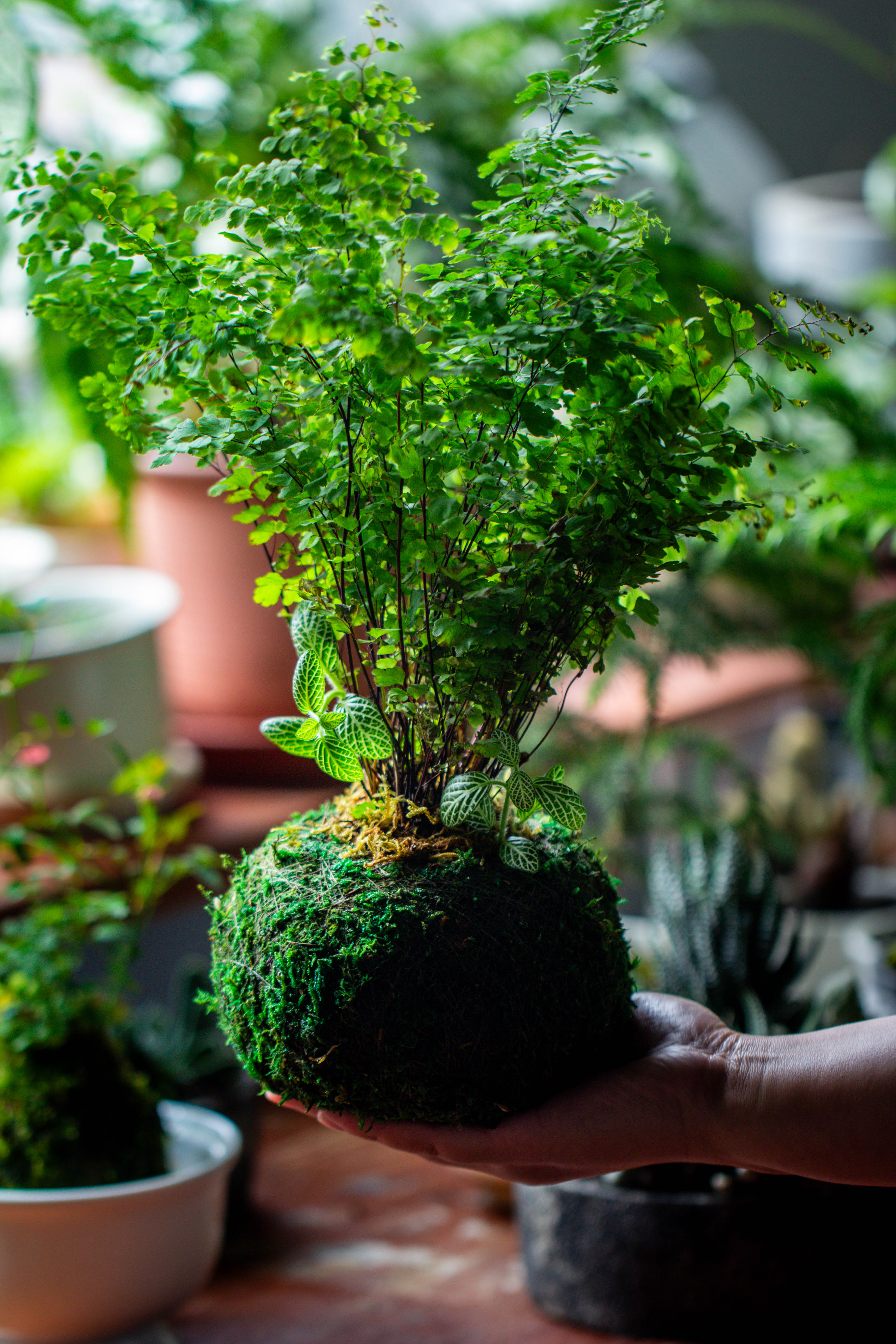 Preserved Hypnum plumaeforme Wils. Moss Ball, Kokedama planter - NCYPgarden