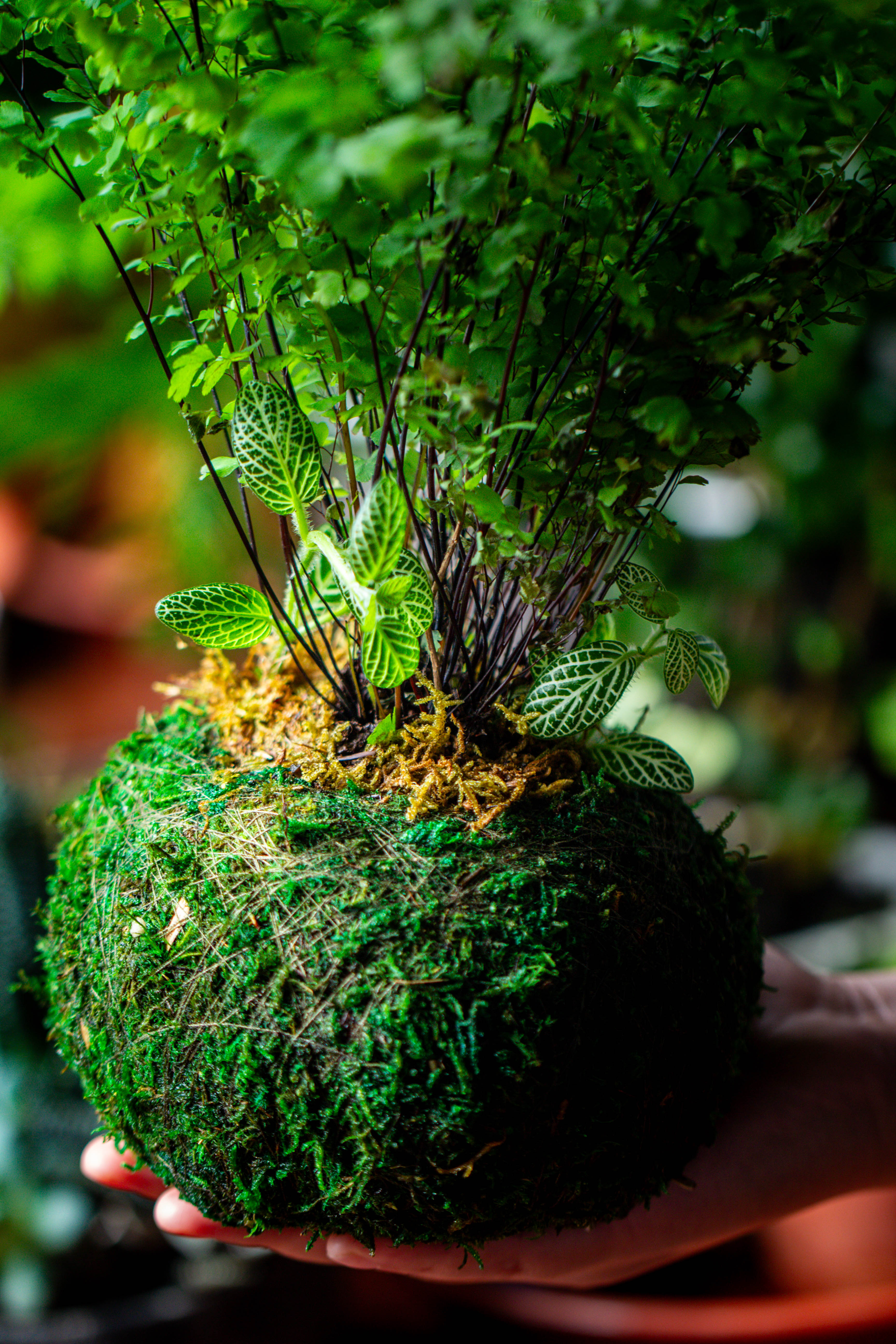 Preserved Hypnum plumaeforme Wils. Moss Ball, Kokedama planter - NCYPgarden