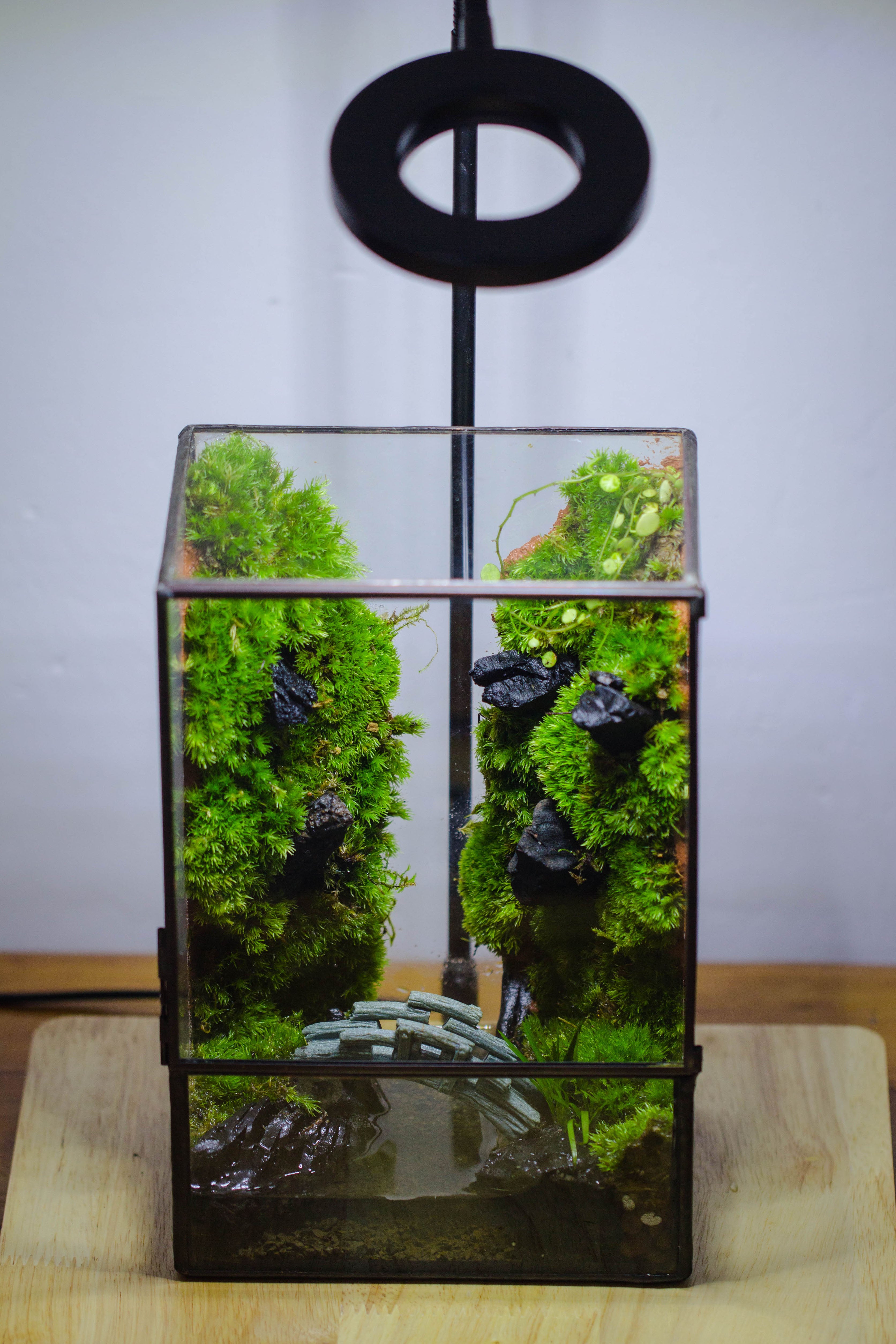 Close Geometric Glass Tin Terrarium , Watertight, 8x10" Container for Moss Wall, Fern, Landscape waterpond, No plants - NCYPgarden