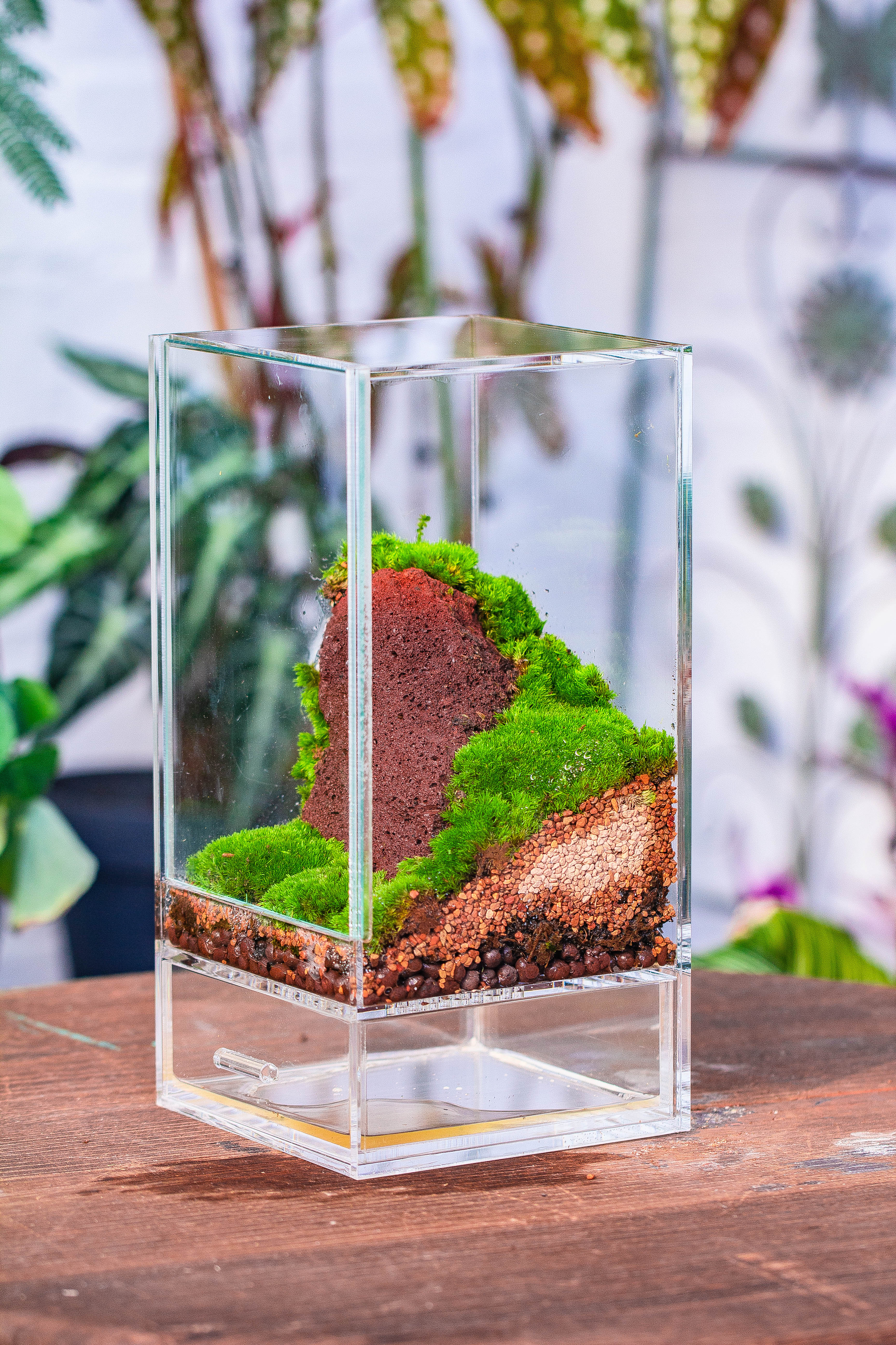 NCYP Acrylic Close terrarium with drainage bottom, suits for Fly Trap, Pitcher Plants, Moss Ball, Nursery, Small tropical Plants - NCYPgarden