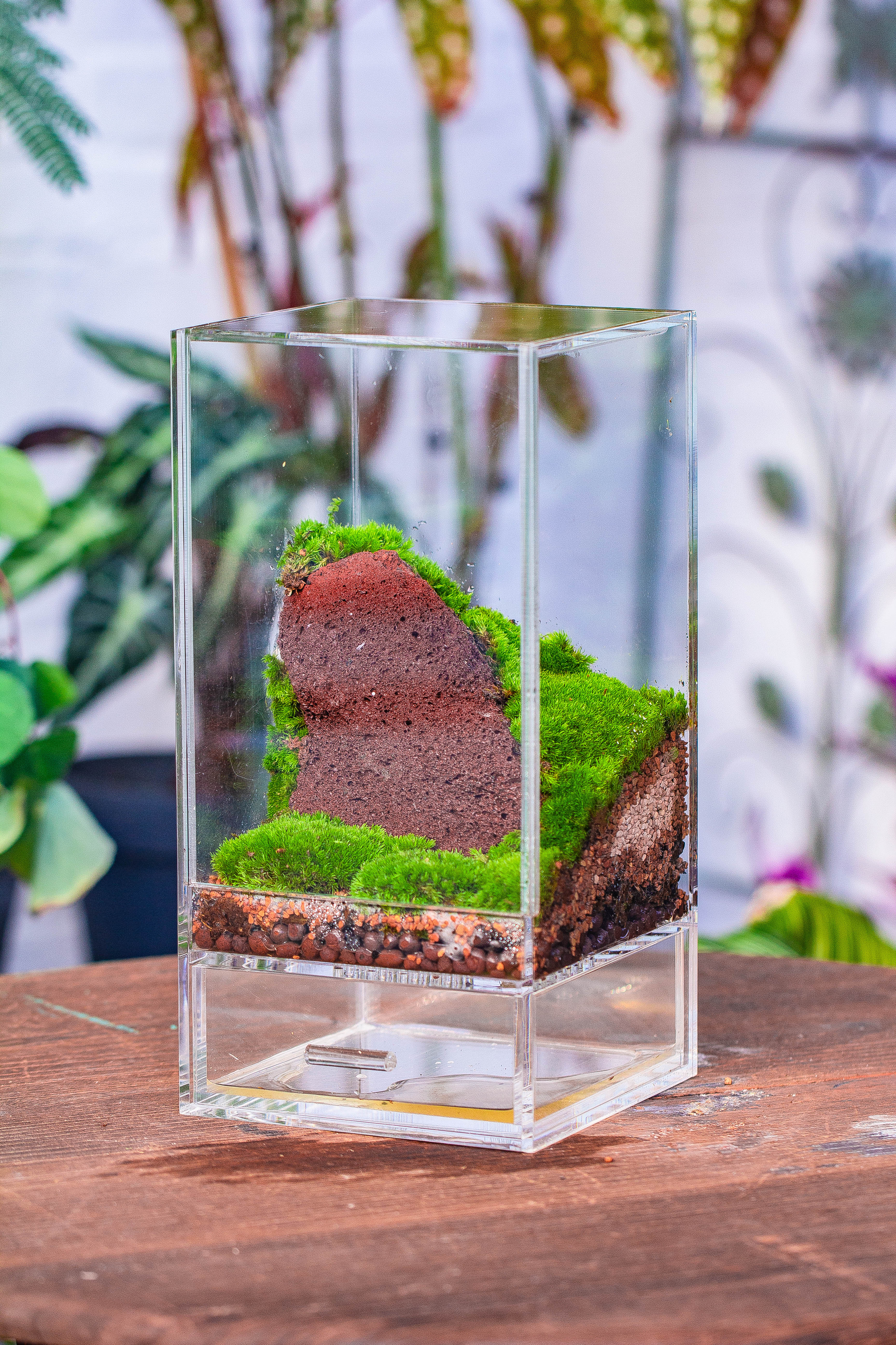 NCYP Acrylic Close terrarium with drainage bottom, suits for Fly Trap, Pitcher Plants, Moss Ball, Nursery, Small tropical Plants - NCYPgarden