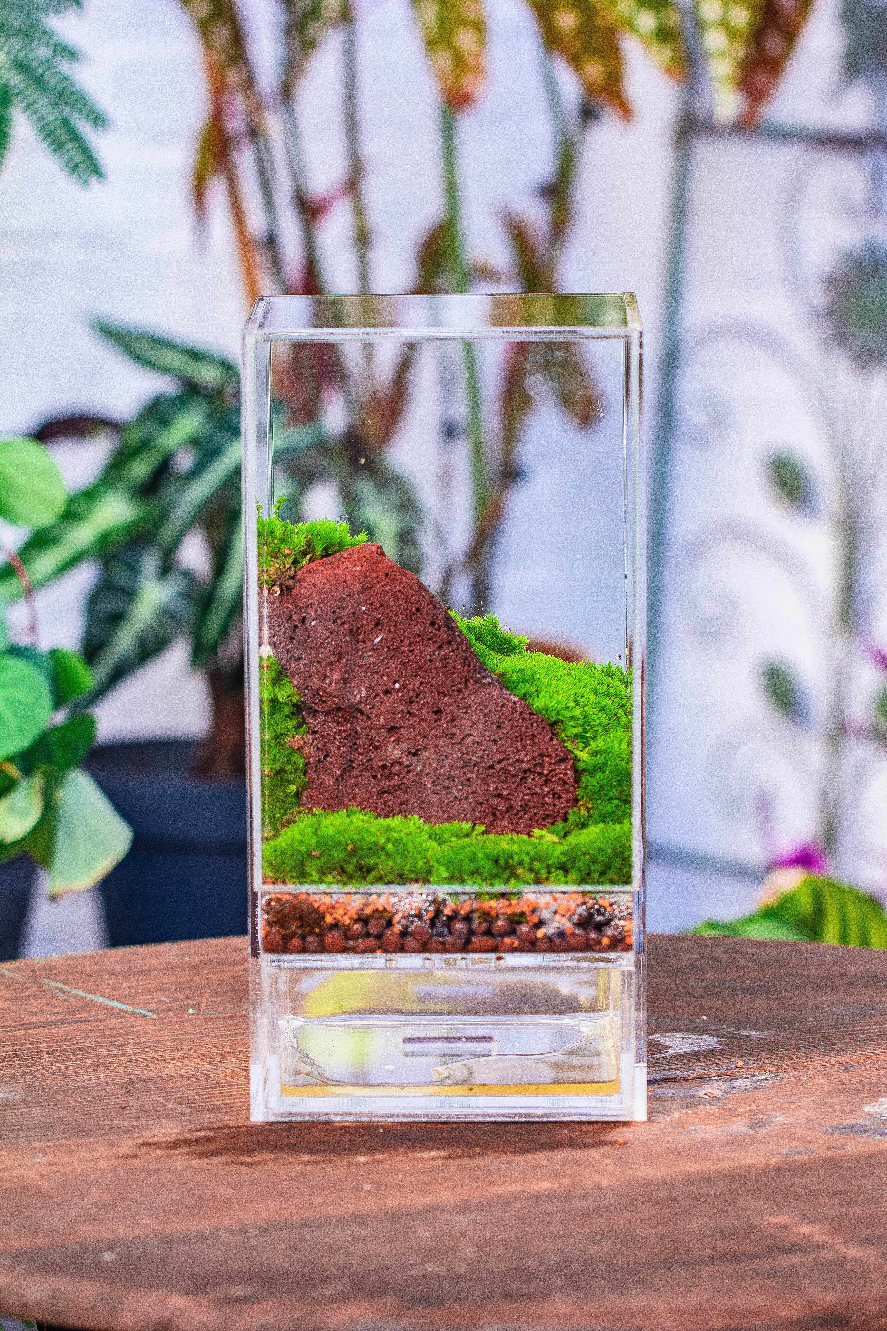 NCYP Acrylic Close terrarium with drainage bottom, suits for Fly Trap, Pitcher Plants, Moss Ball, Nursery, Small tropical Plants - NCYPgarden