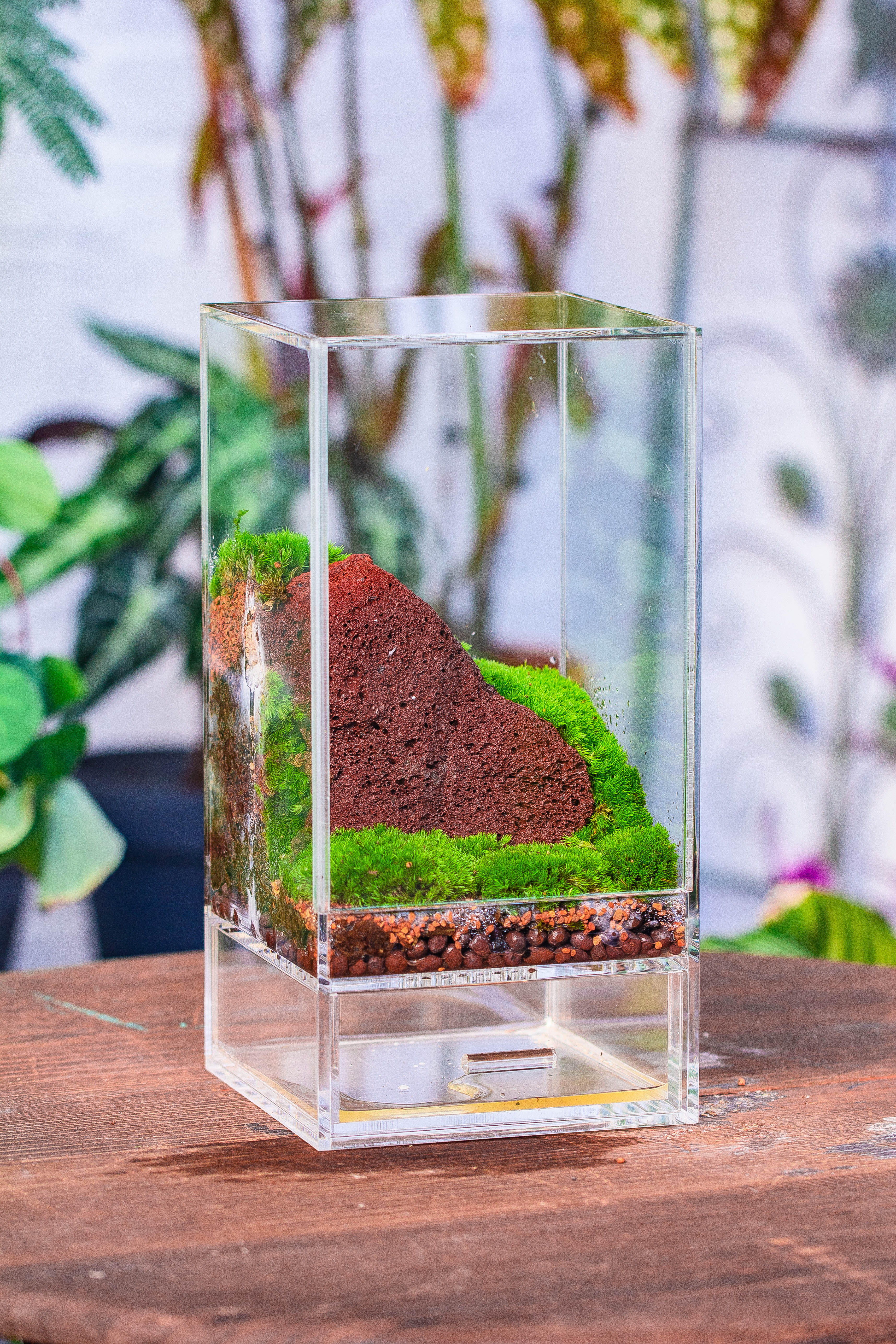 NCYP Acrylic Close terrarium with drainage bottom, suits for Fly Trap, Pitcher Plants, Moss Ball, Nursery, Small tropical Plants - NCYPgarden