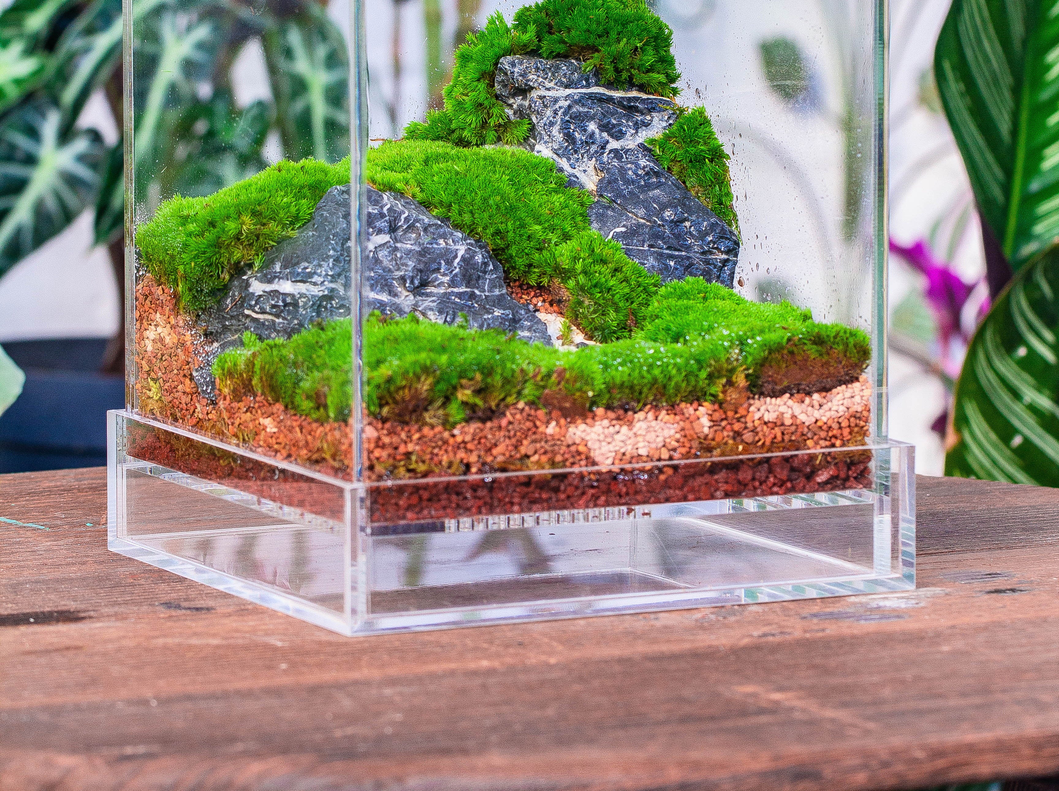 Basic Moss terrarium planting KIT, suitable for Terrarium, moss, fern, Orchid, Begonia, Small tropical - NCYPgarden