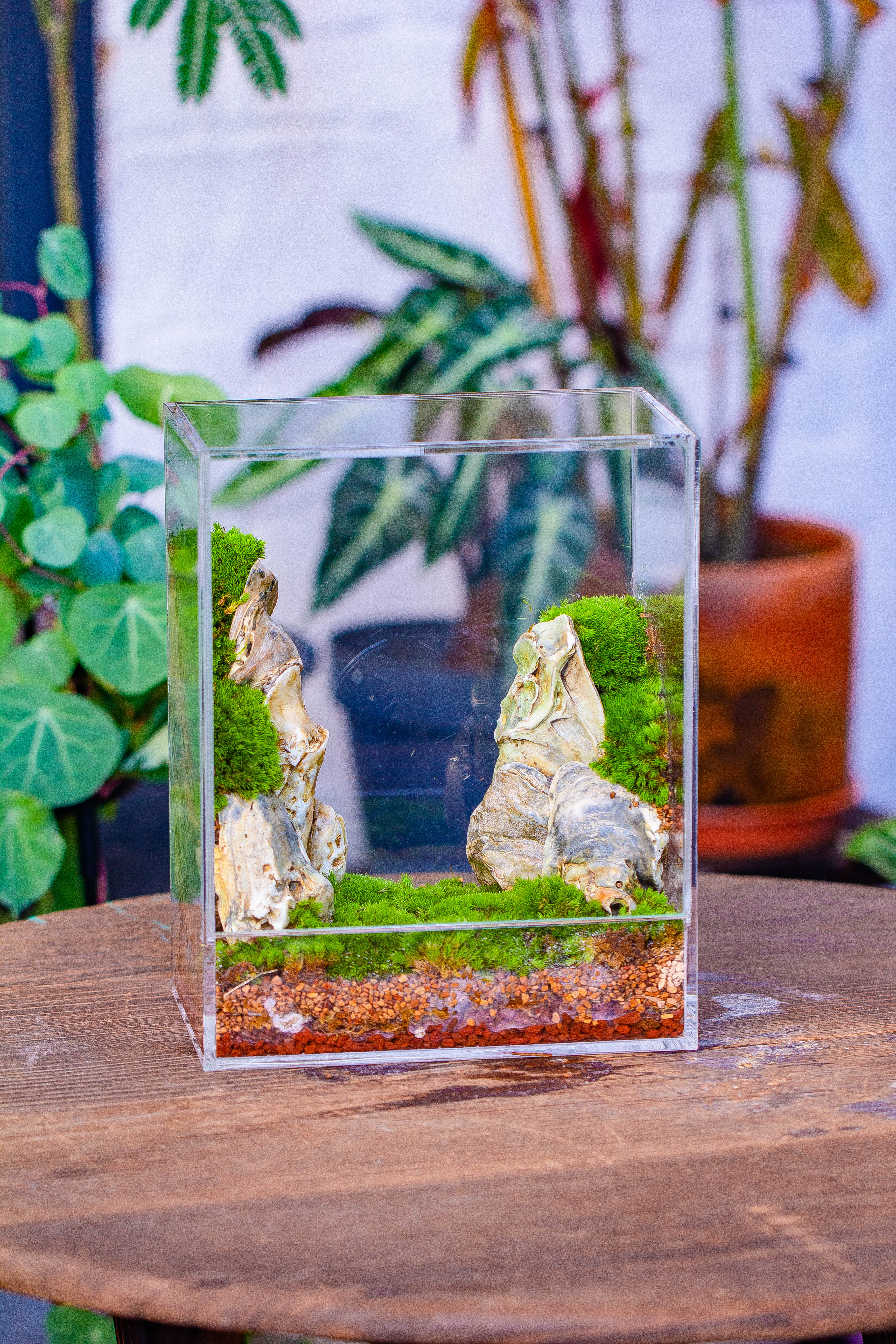 handmade water tight, sealed, enclosed, rectangle acrylic terrarium, fish tank, moss fern terrarium Paludarium Vivarium, no watering - NCYPgarden