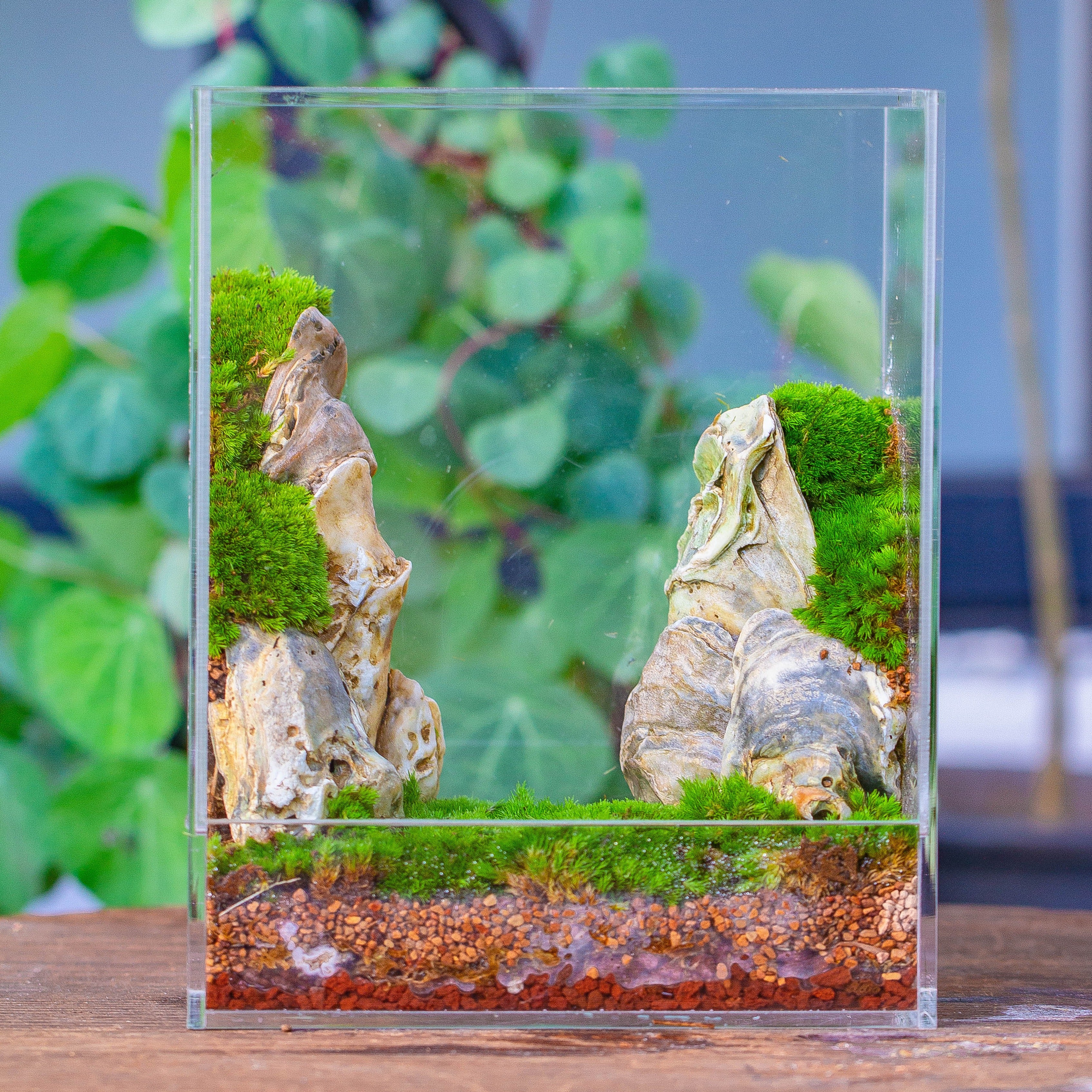 handmade water tight, sealed, enclosed, rectangle acrylic terrarium, fish tank, moss fern terrarium Paludarium Vivarium, no watering - NCYPgarden