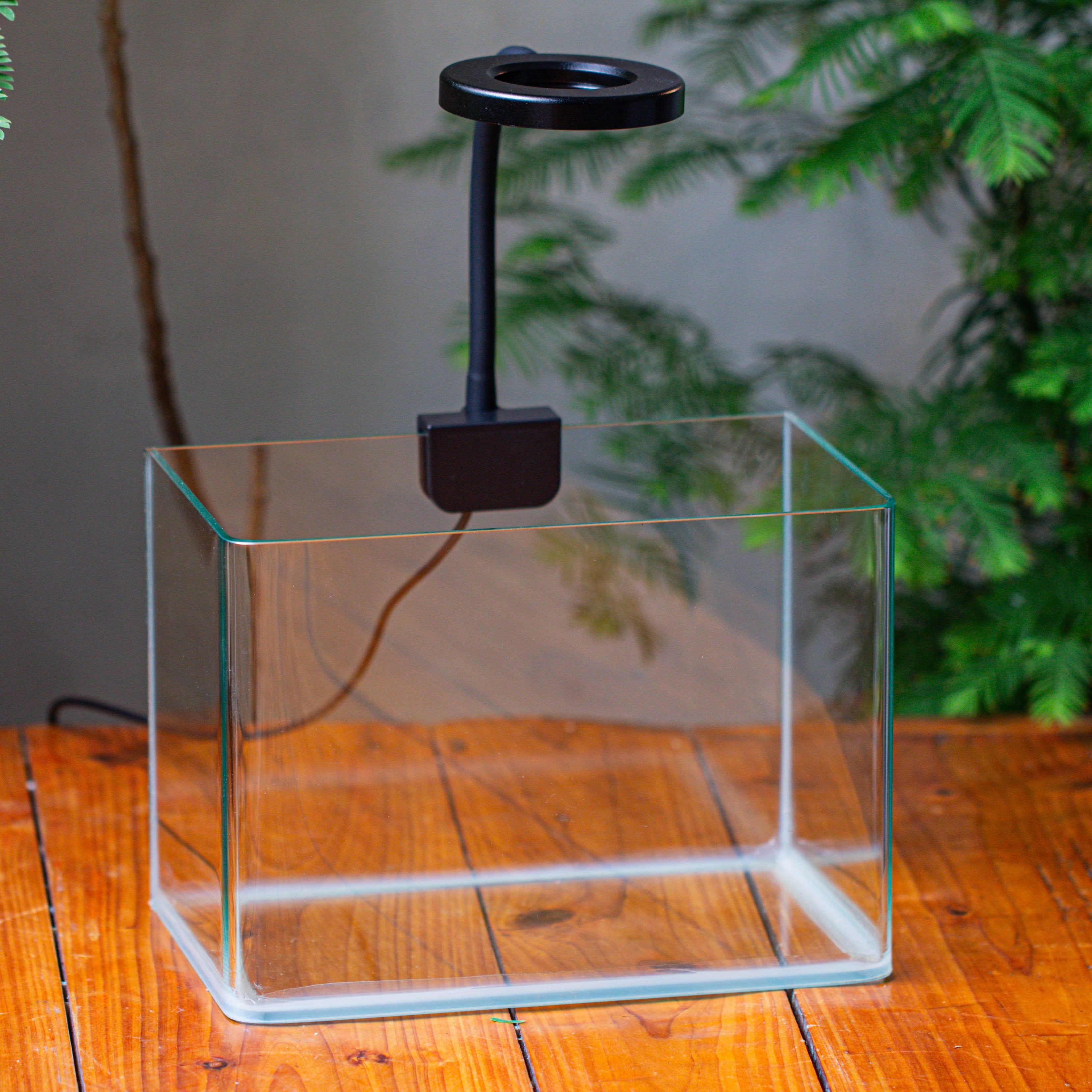 WaterTight Curved Glass Terrarium with Grow Lamp for Tropical Bog Plants