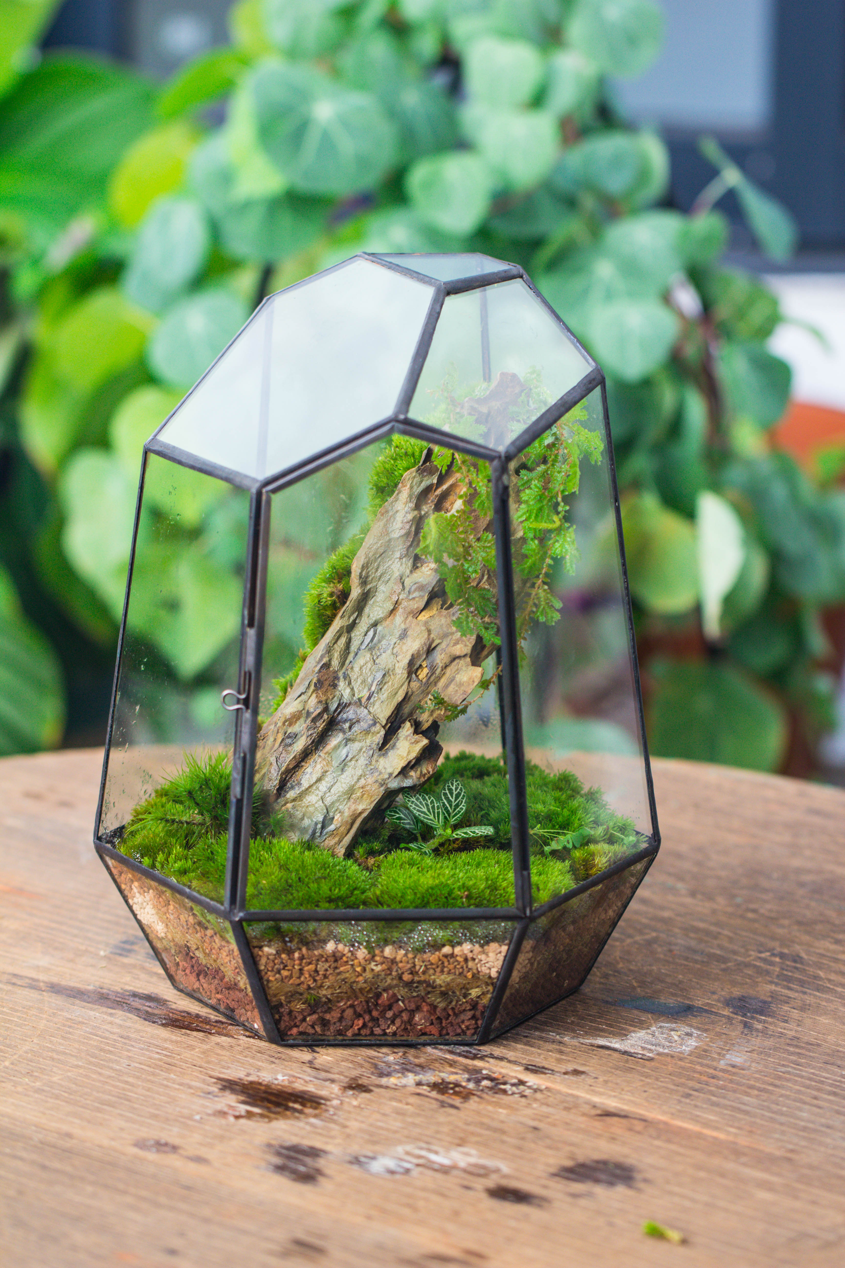 NCYP Close Geometric Glass Terrarium with Door, Tin Sealed Irregular Tall Planter for moss Flower Pot - NCYPgarden