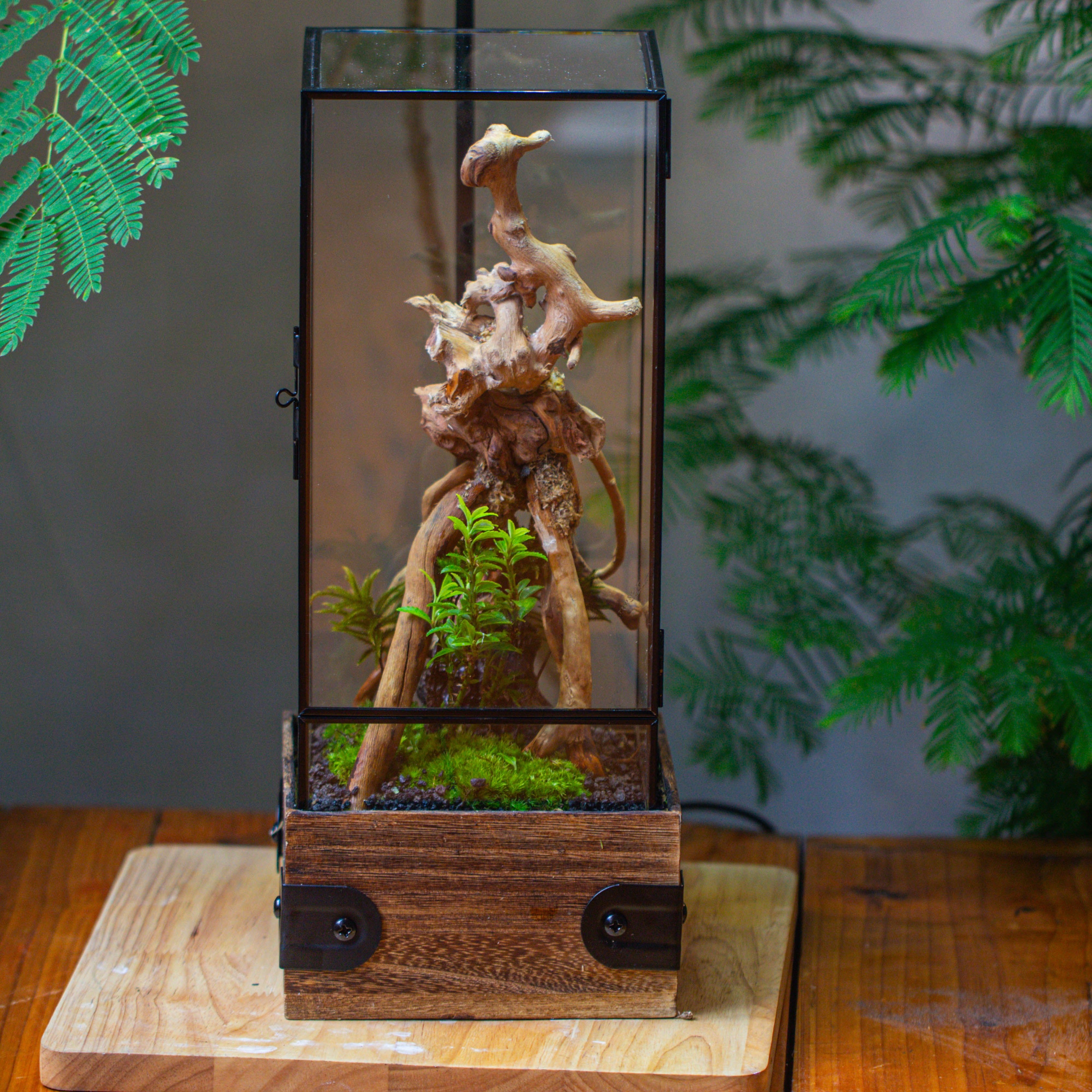 Handmade Glass Terrarium with Wood Base, Rectangular Planter with Door, with LED Wood Lamp Base for Plants, Moss Landscapes, Plant Lover Gift