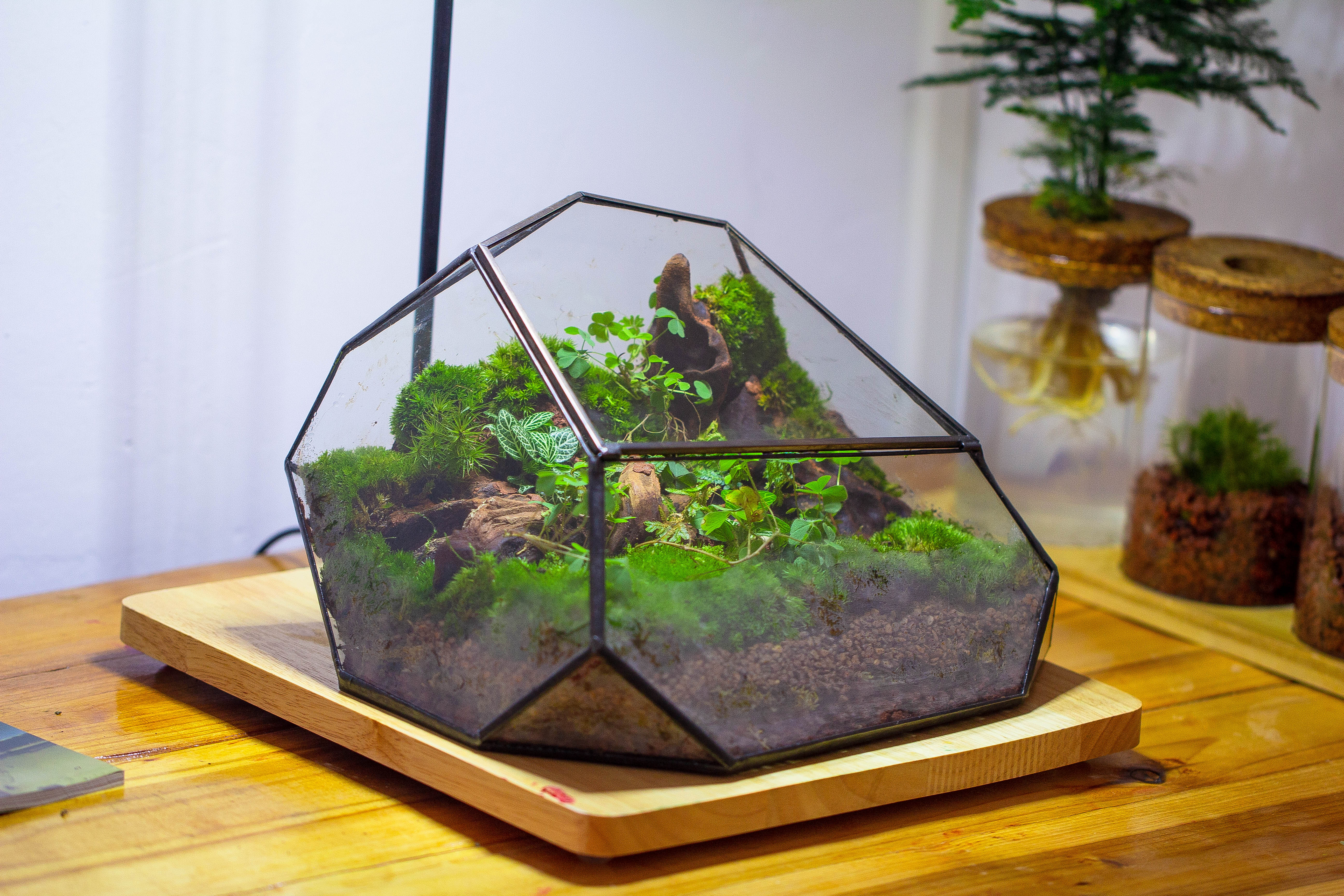 Irregular geometric rock shape glass and tin terrarium, for moss - NCYPgarden