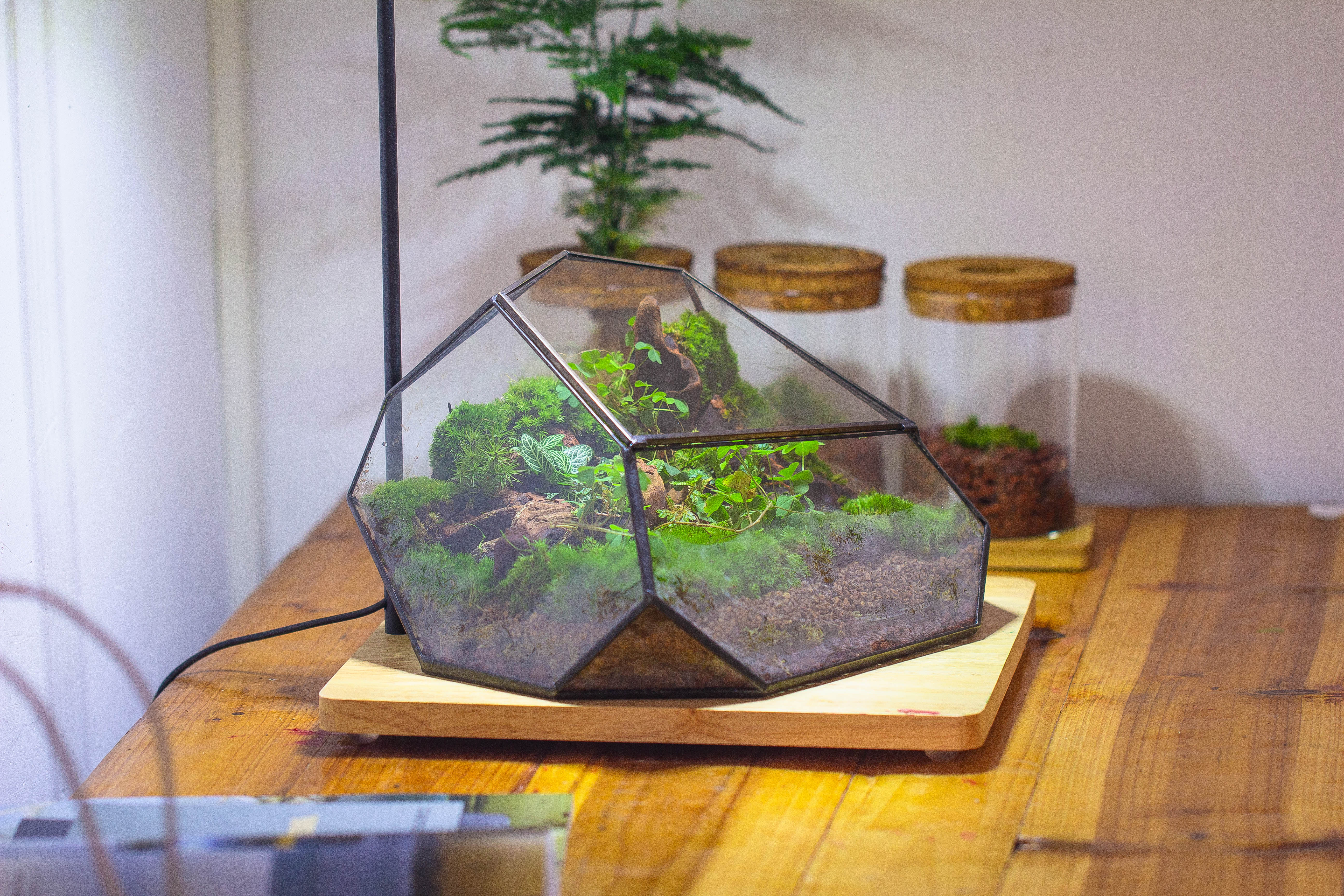 Irregular geometric rock shape glass and tin terrarium, for moss - NCYPgarden