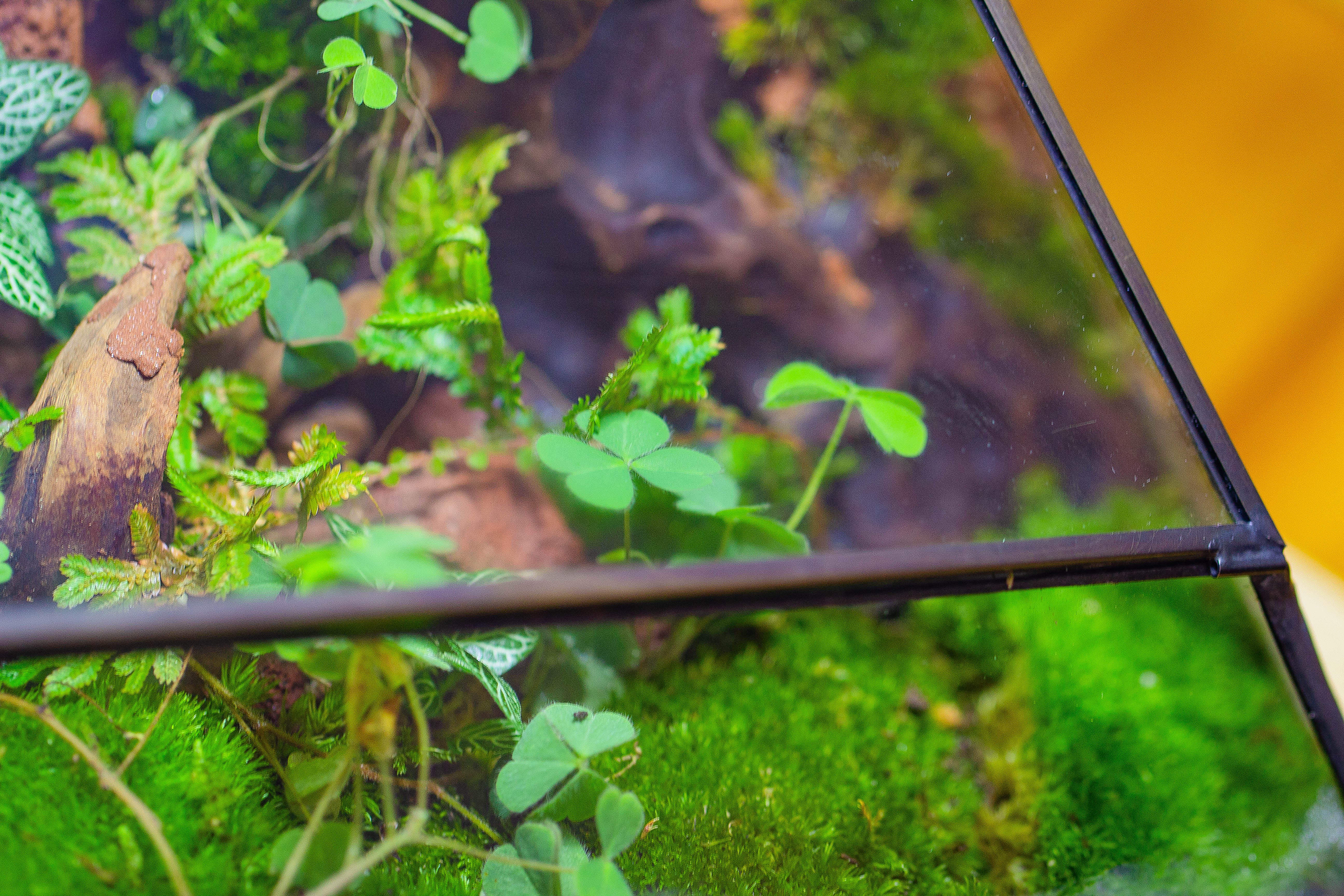 Irregular geometric rock shape glass and tin terrarium, for moss - NCYPgarden