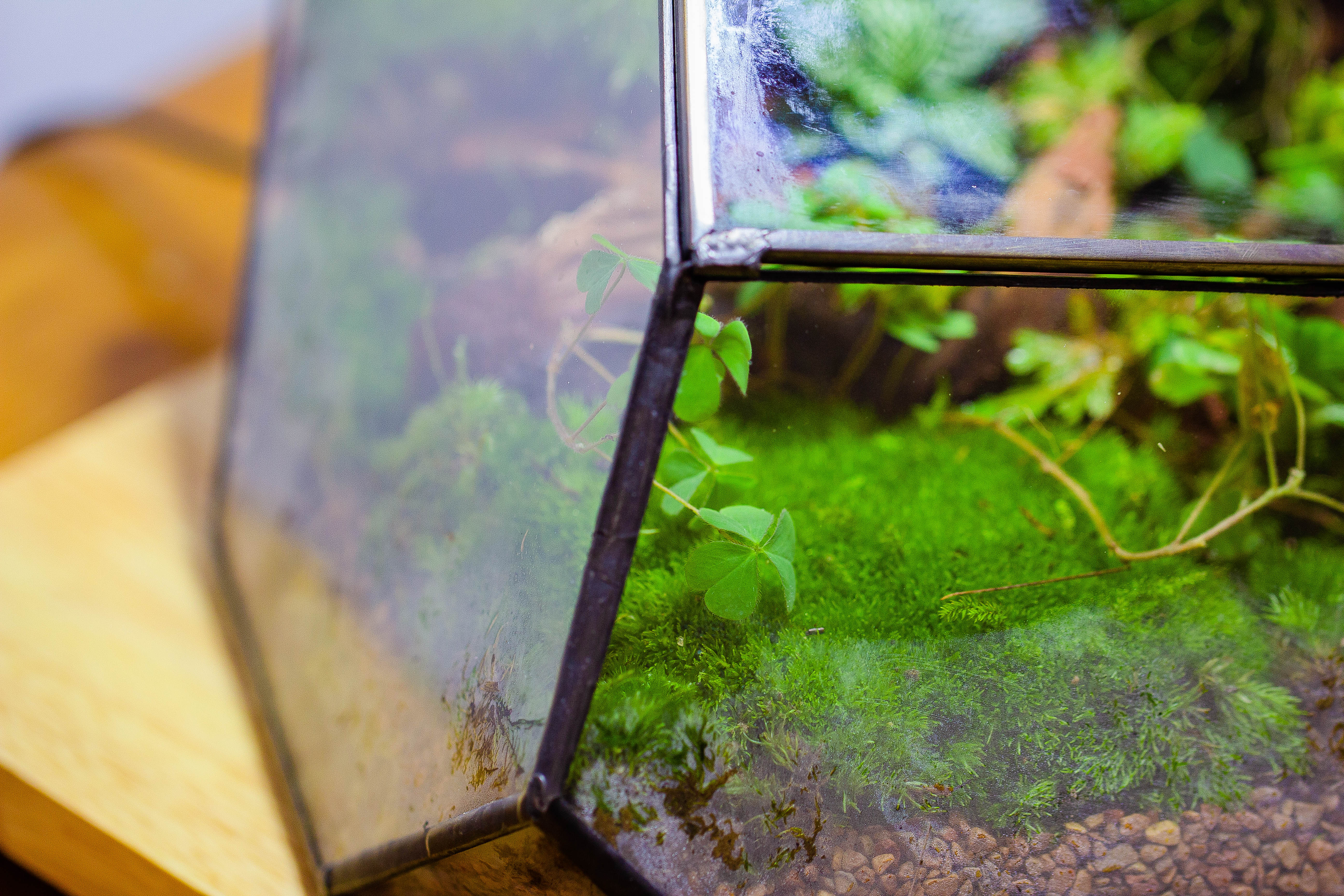 Irregular geometric rock shape glass and tin terrarium, for moss - NCYPgarden