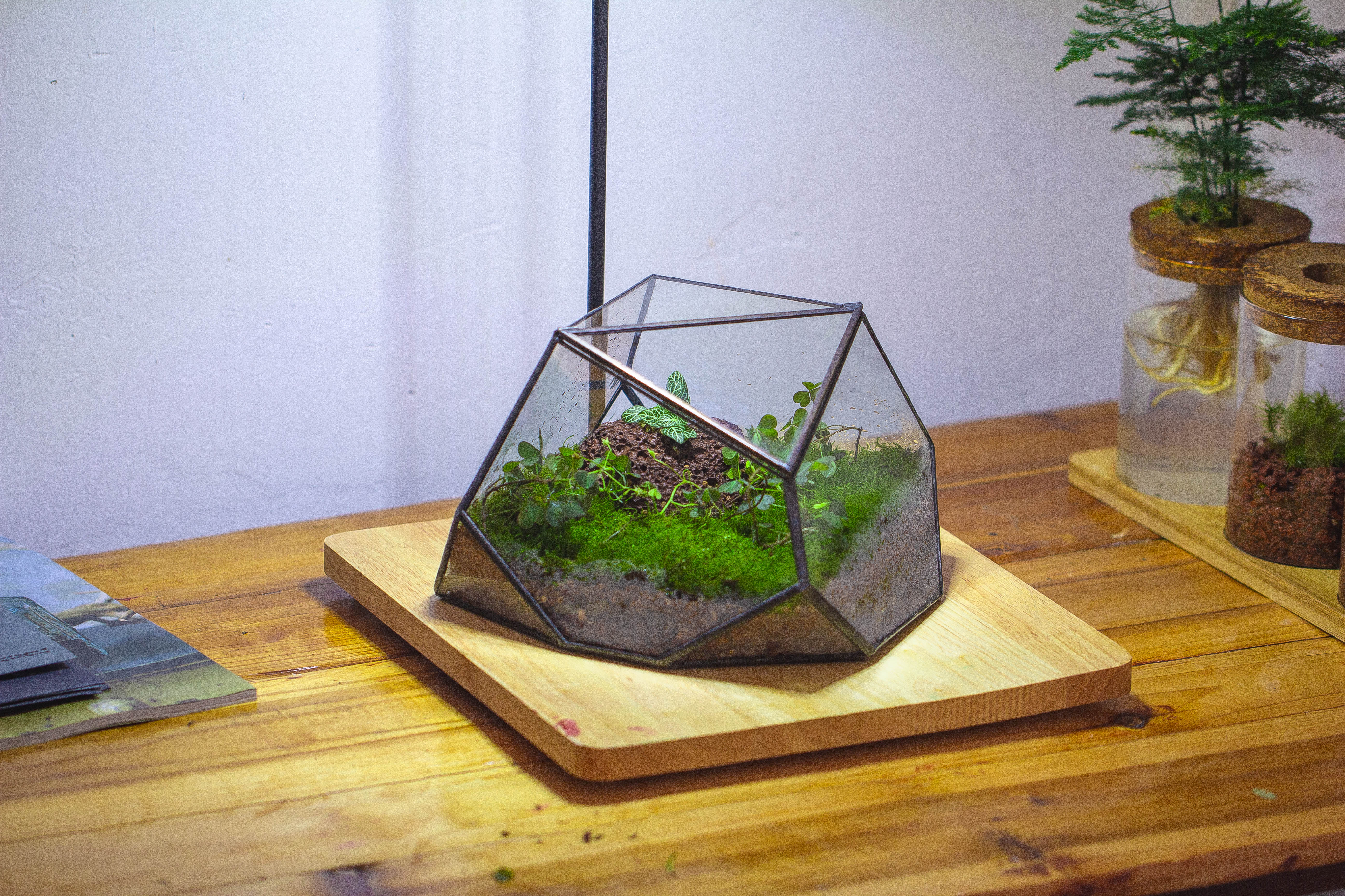 terrarium irregular - NCYPgarden