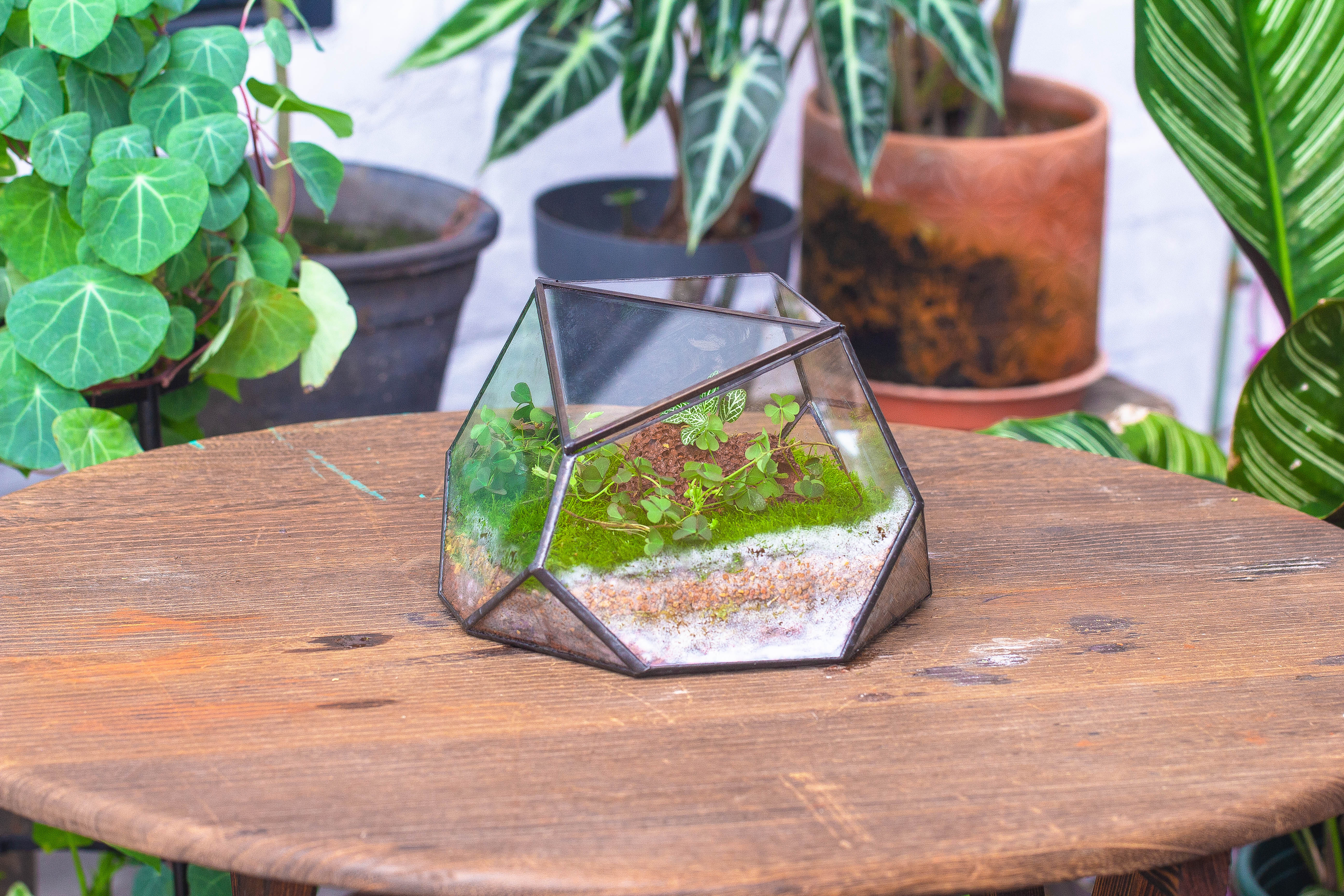 terrarium irregular - NCYPgarden