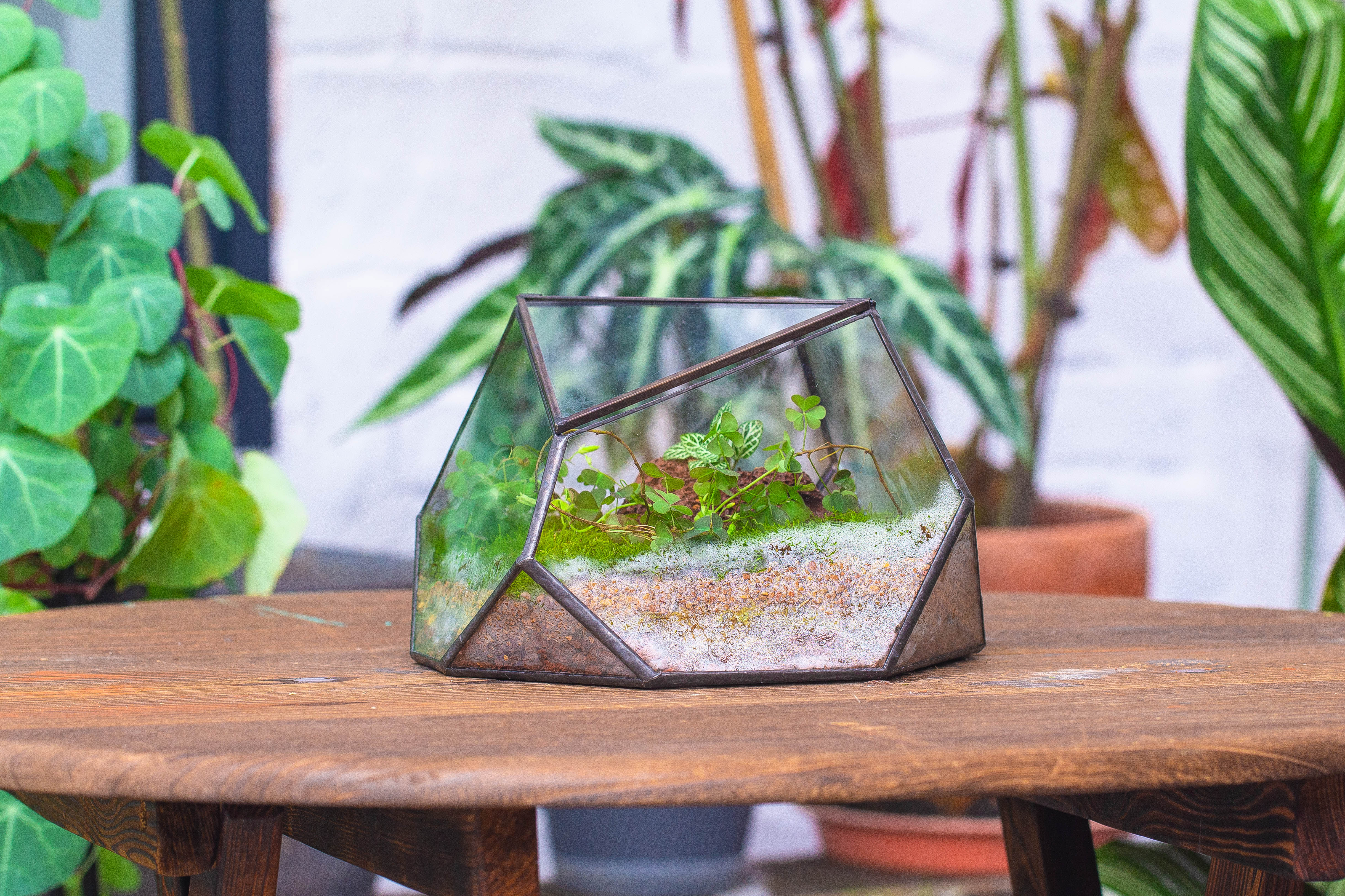 terrarium irregular - NCYPgarden