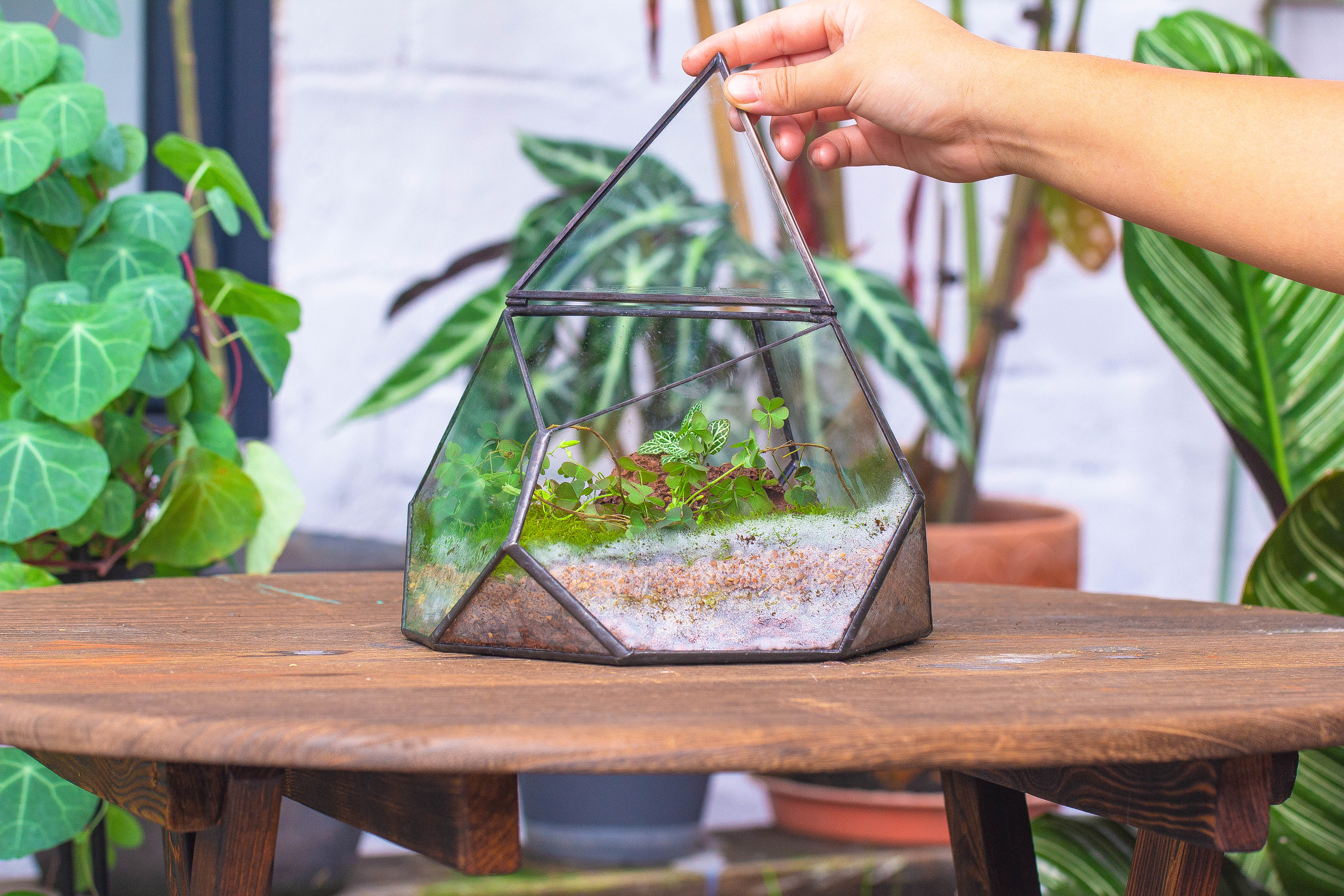 terrarium irregular - NCYPgarden