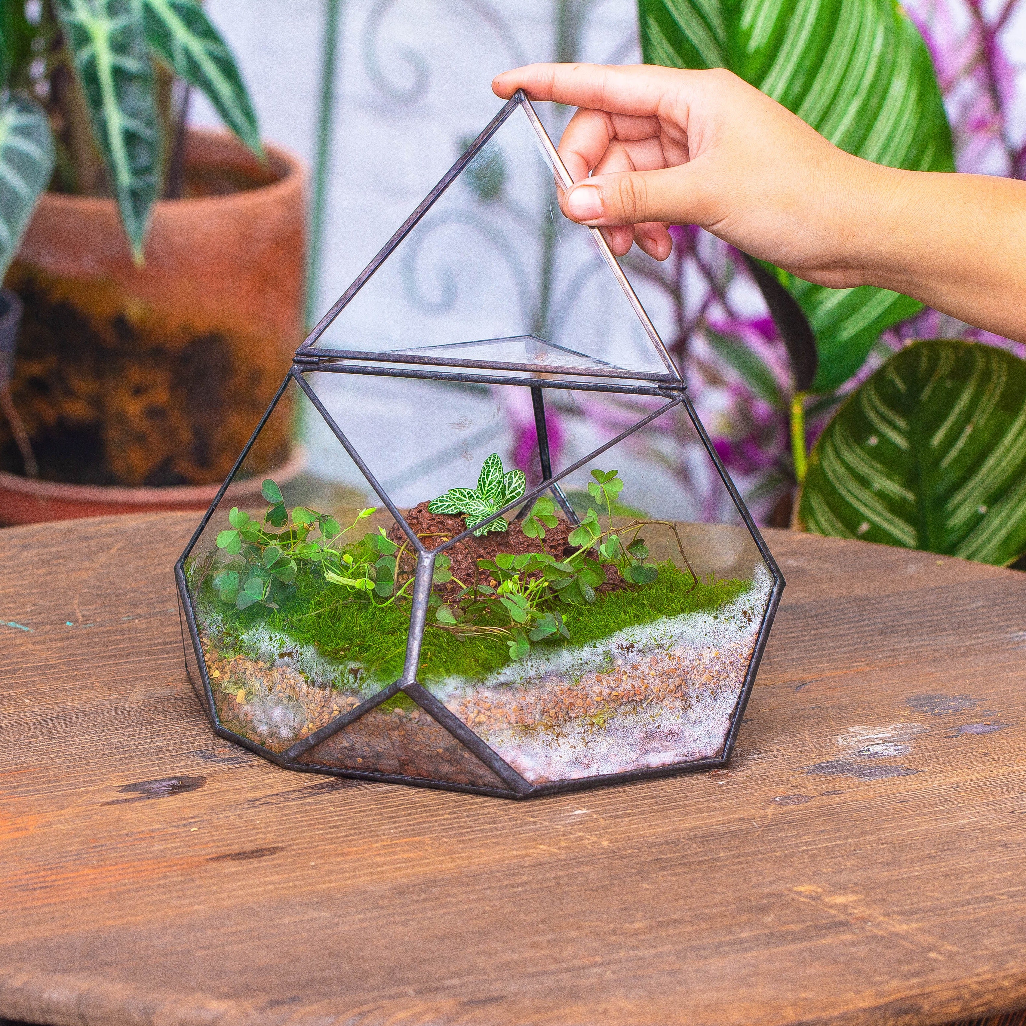 terrarium irregular - NCYPgarden