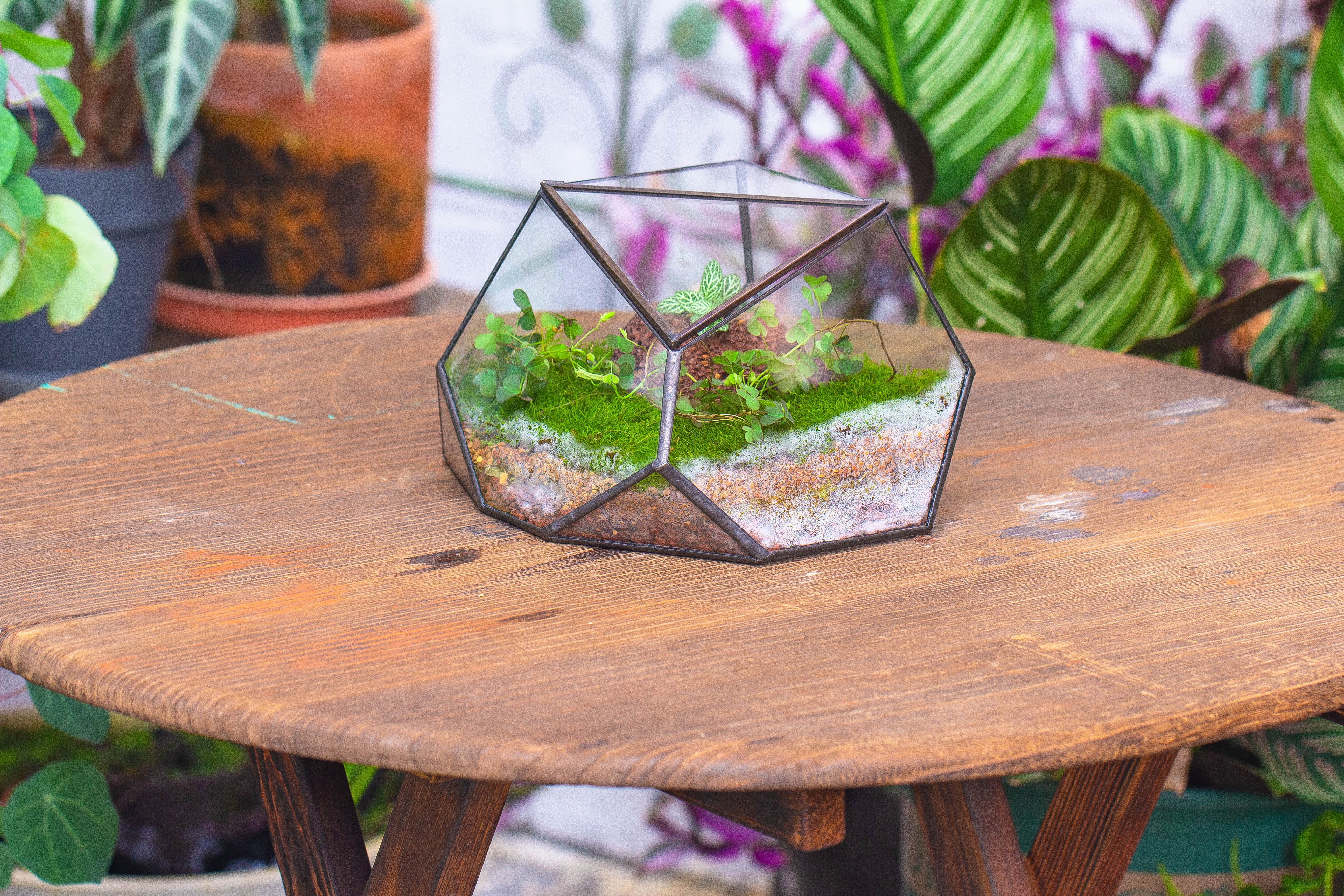 terrarium irregular - NCYPgarden